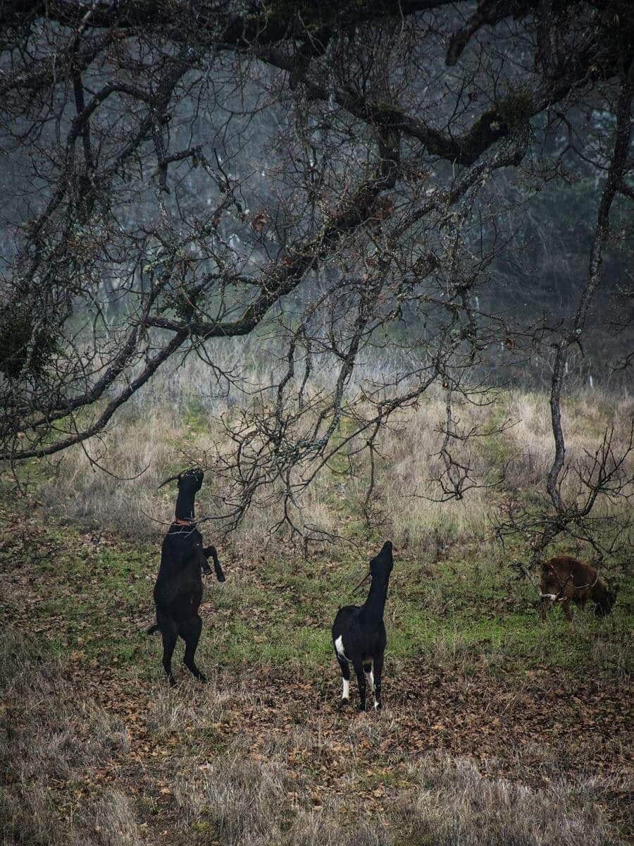 The Dyrt's photo of camping with pets at Tentrr Signature Site - Dueling Views at Lane Creek Reserve near Grants Pass, OR