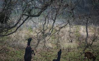 The Dyrt's photo of camping with pets at Tentrr Signature Site - Dueling Views at Lane Creek Reserve near Central Point, OR