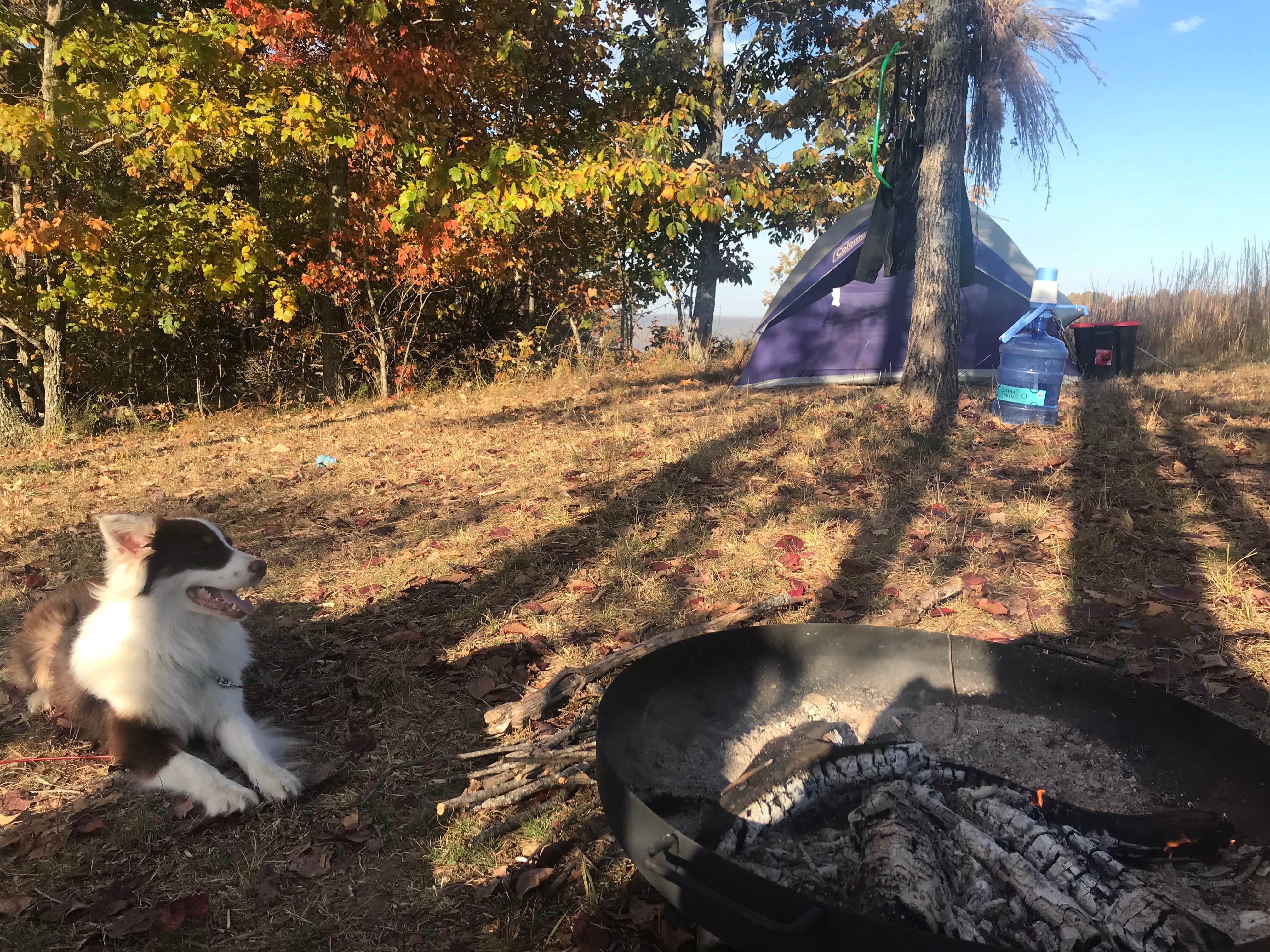 katie's photo of camping with pets at Whippoorwill Woods Nature Retreat near Estillfork, AL
