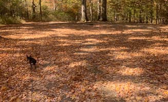 Michael W.'s photo of camping with pets at Sugar Bay Campground near Kuttawa, KY