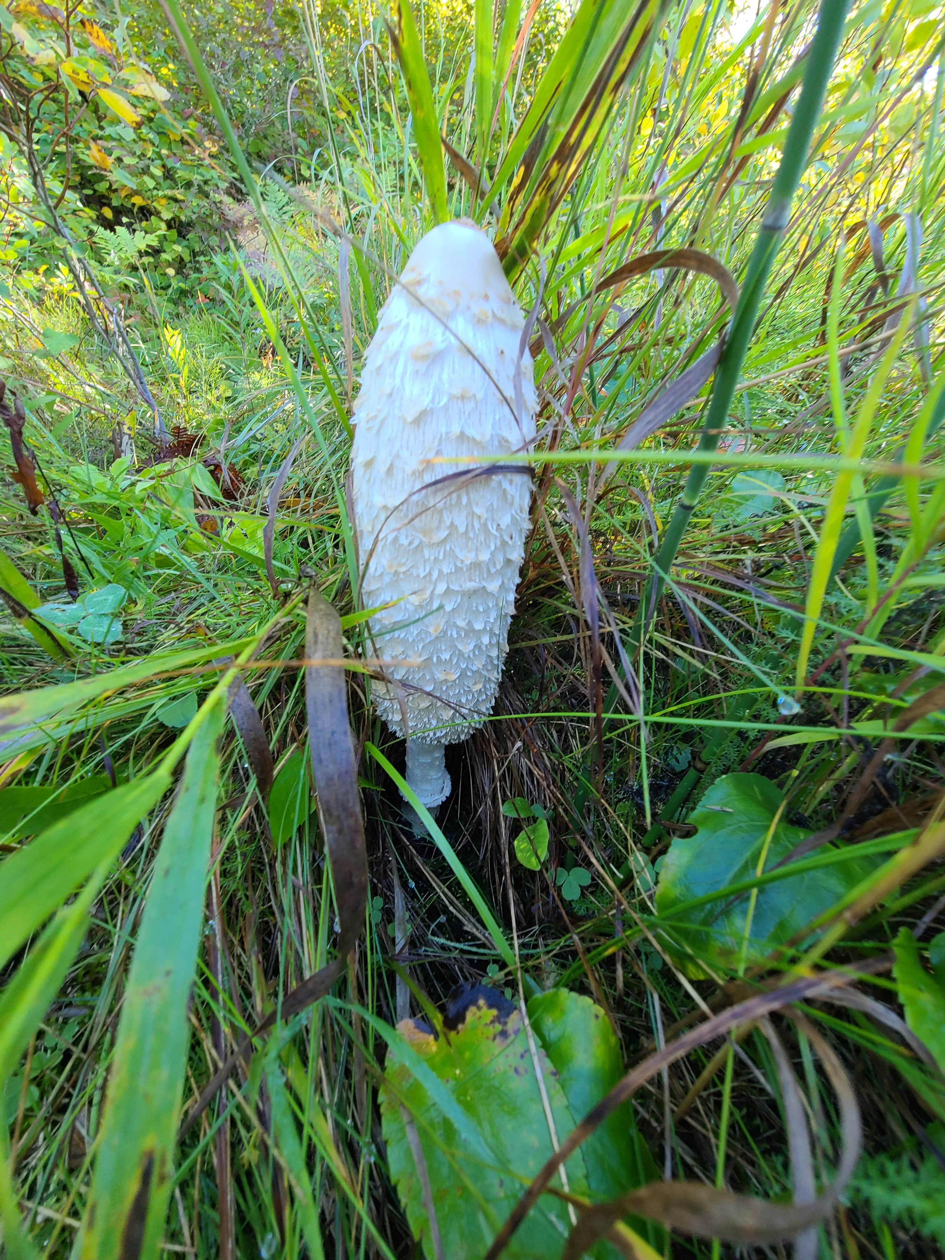 Camper-submitted photo at Lake Twentyone Watercraft Site near Cass Lake, MN