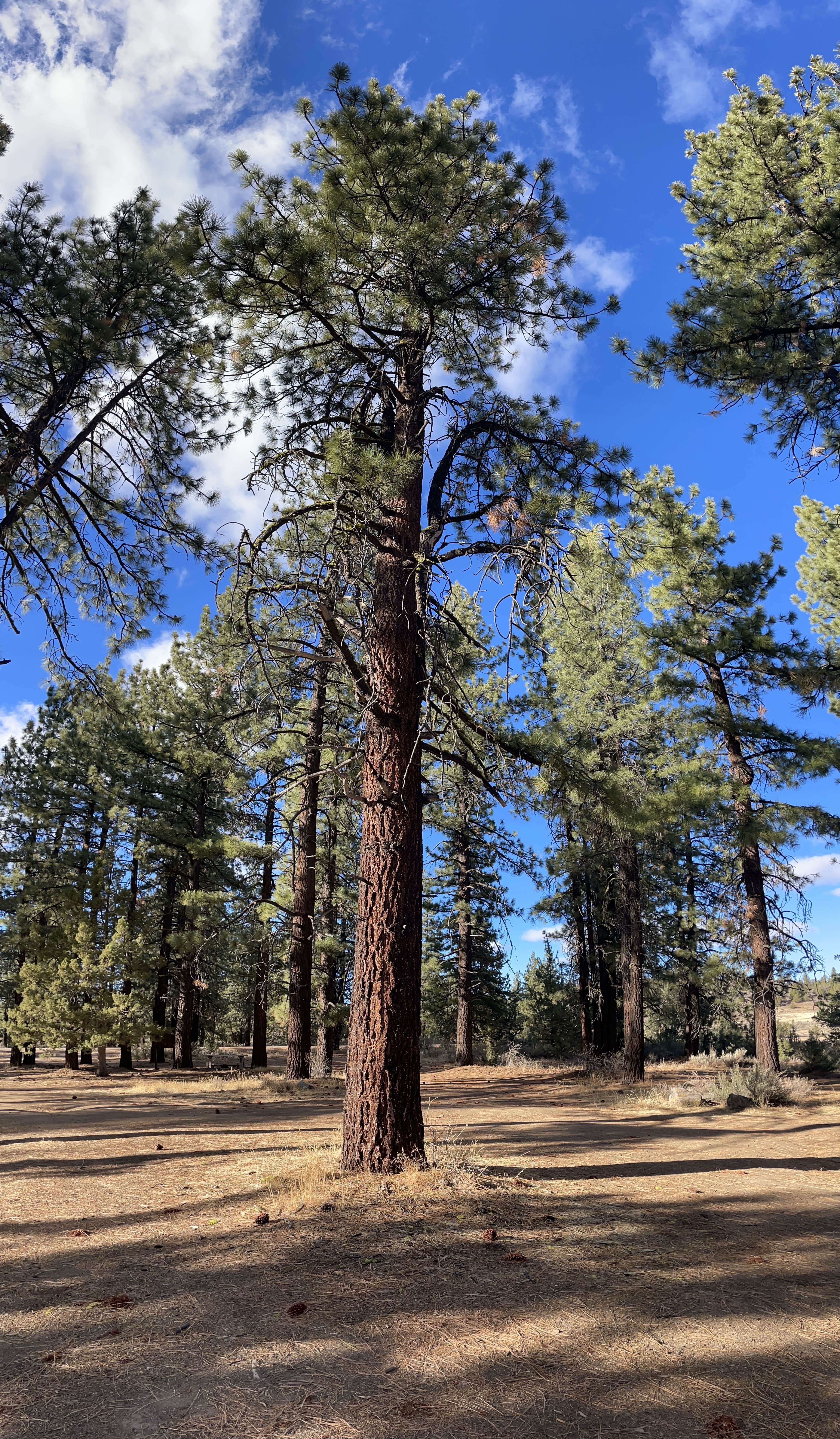 Camper-submitted photo at CA-139 Pull Off Area near Crescent Mills, CA