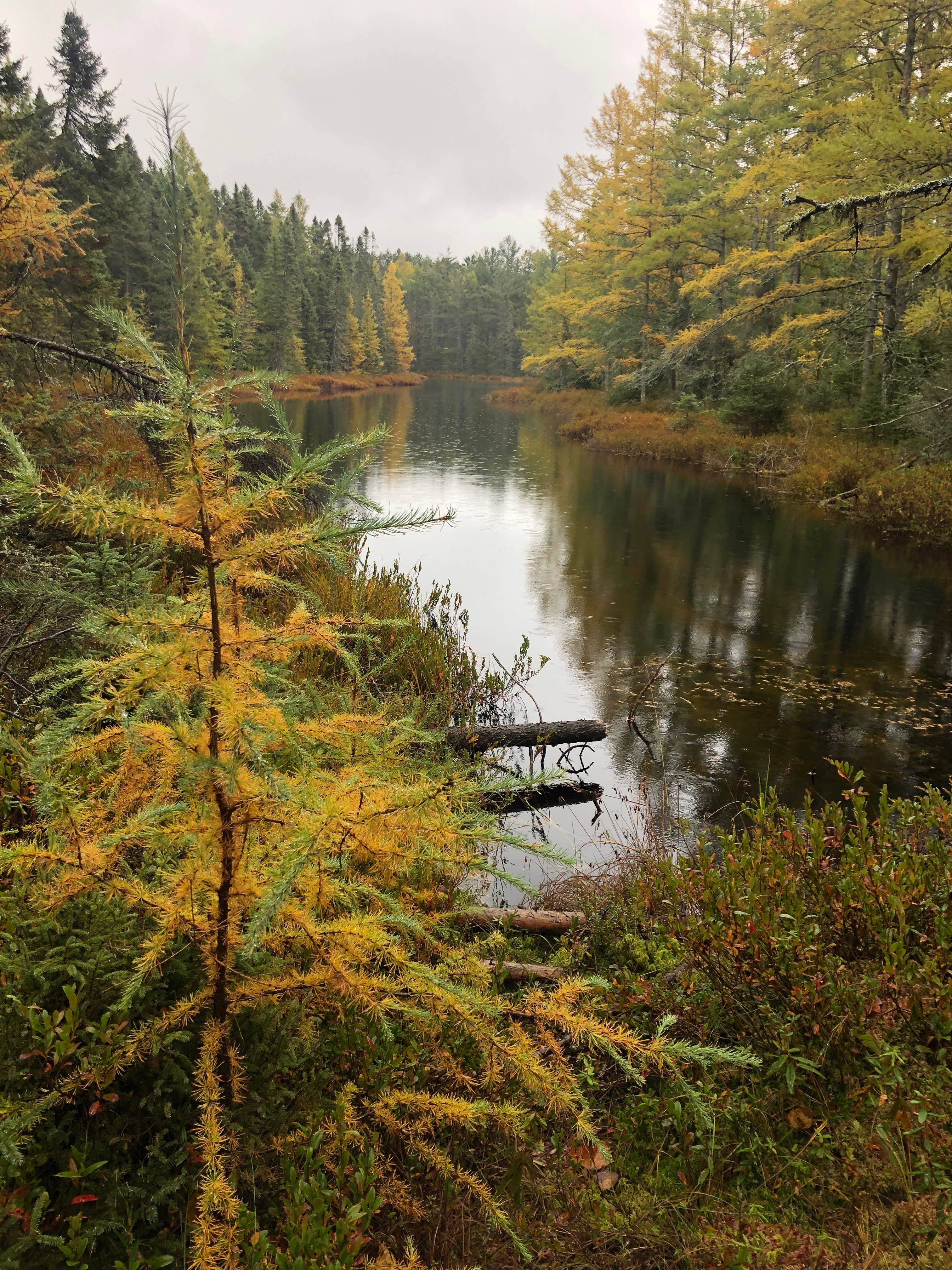 Camper submitted image from West Star Lake Campground - 5