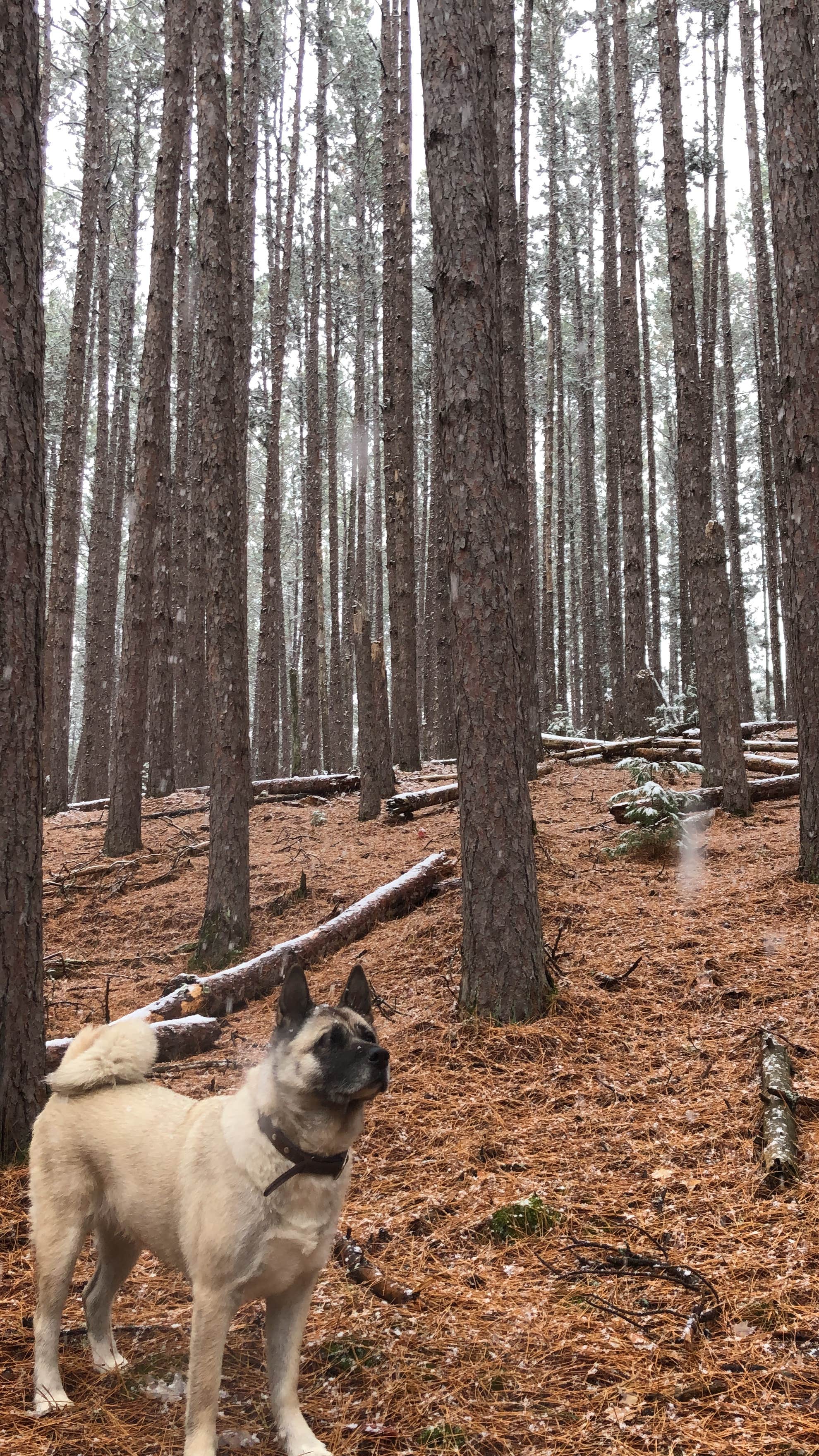 Lesley R.'s photo of camping with pets at West Star Lake Campground — Northern Highland State Forest near Watersmeet, MI