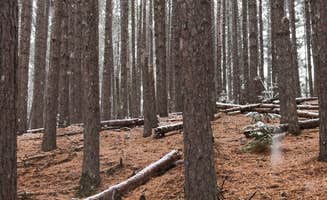 Lesley R.'s photo of camping with pets at West Star Lake Campground — Northern Highland State Forest near Three Lakes, WI