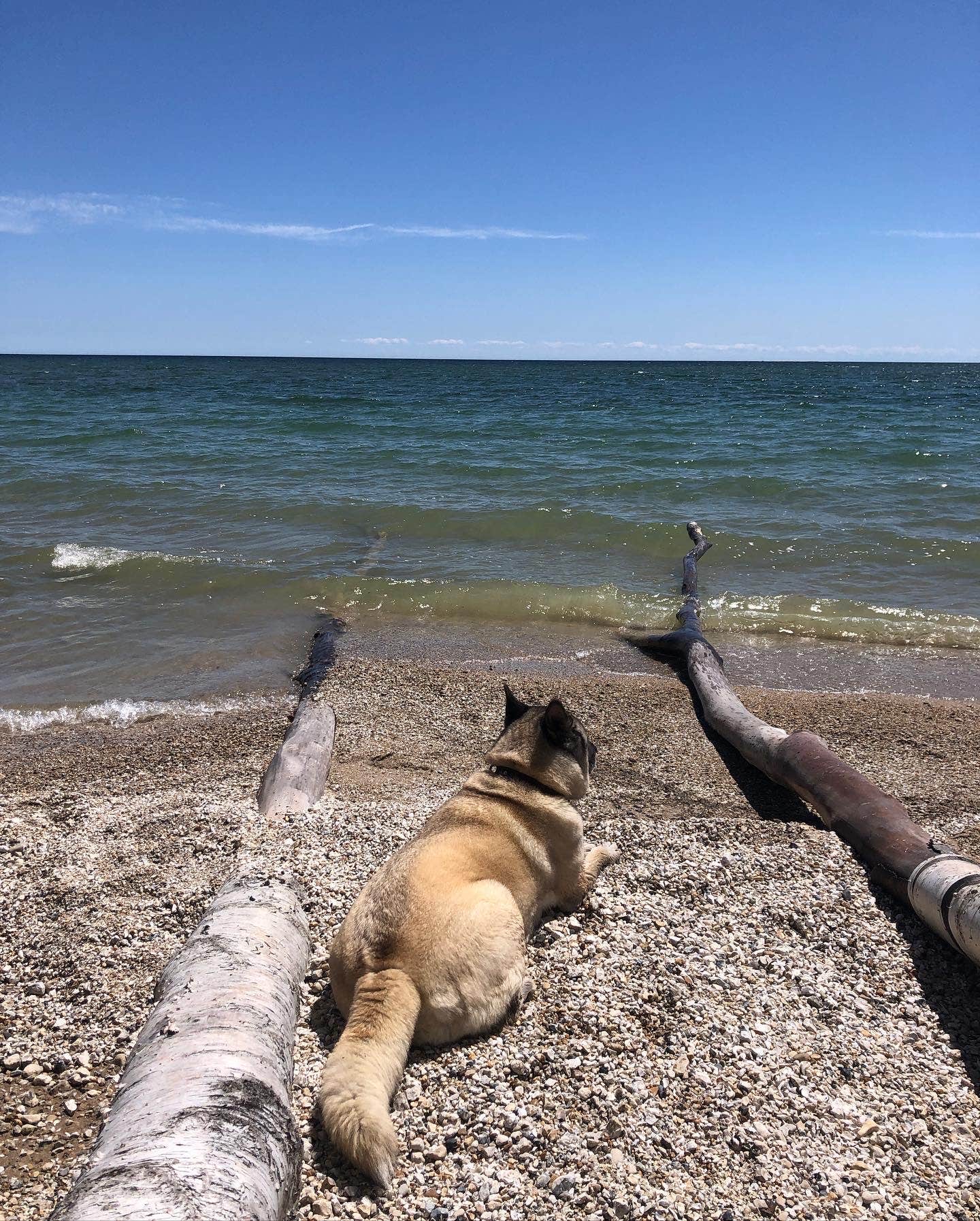 Lesley R.'s photo of camping with pets at North Nicolet Bay Campground — Peninsula State Park near Ephraim, WI