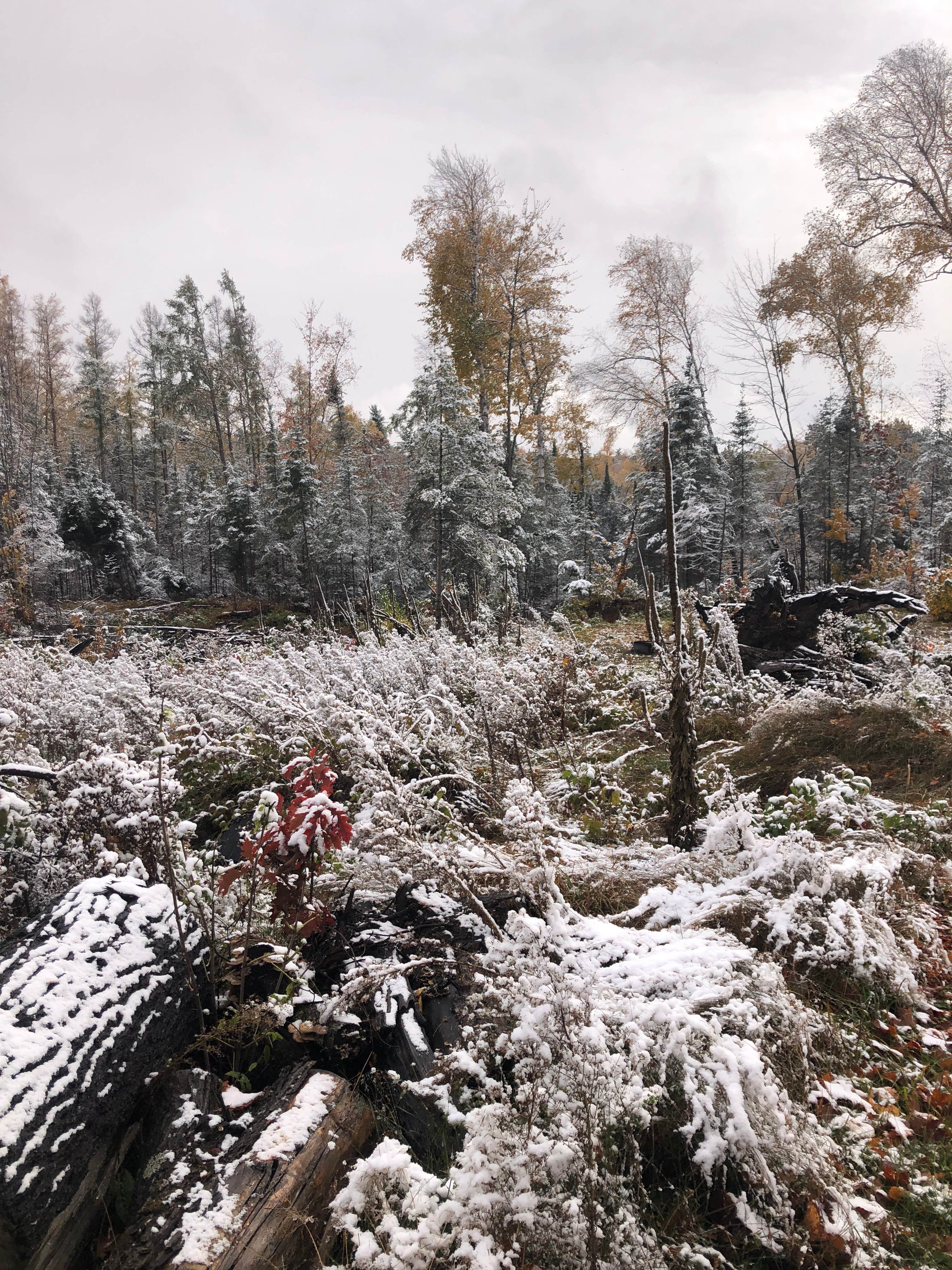 Camper submitted image from East Star Lake Campground — Northern Highland State Forest - 2