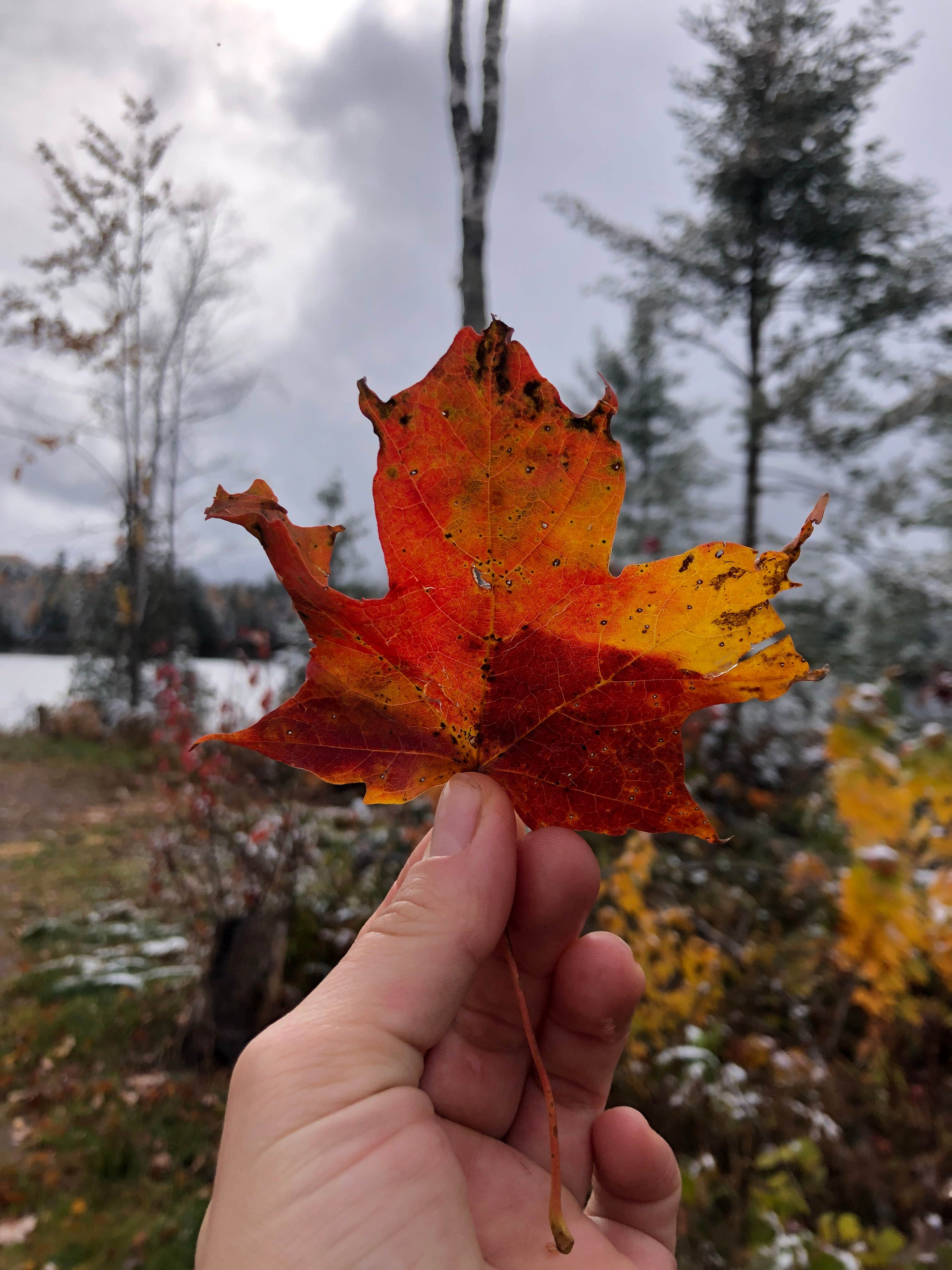 Camper submitted image from East Star Lake Campground — Northern Highland State Forest - 5