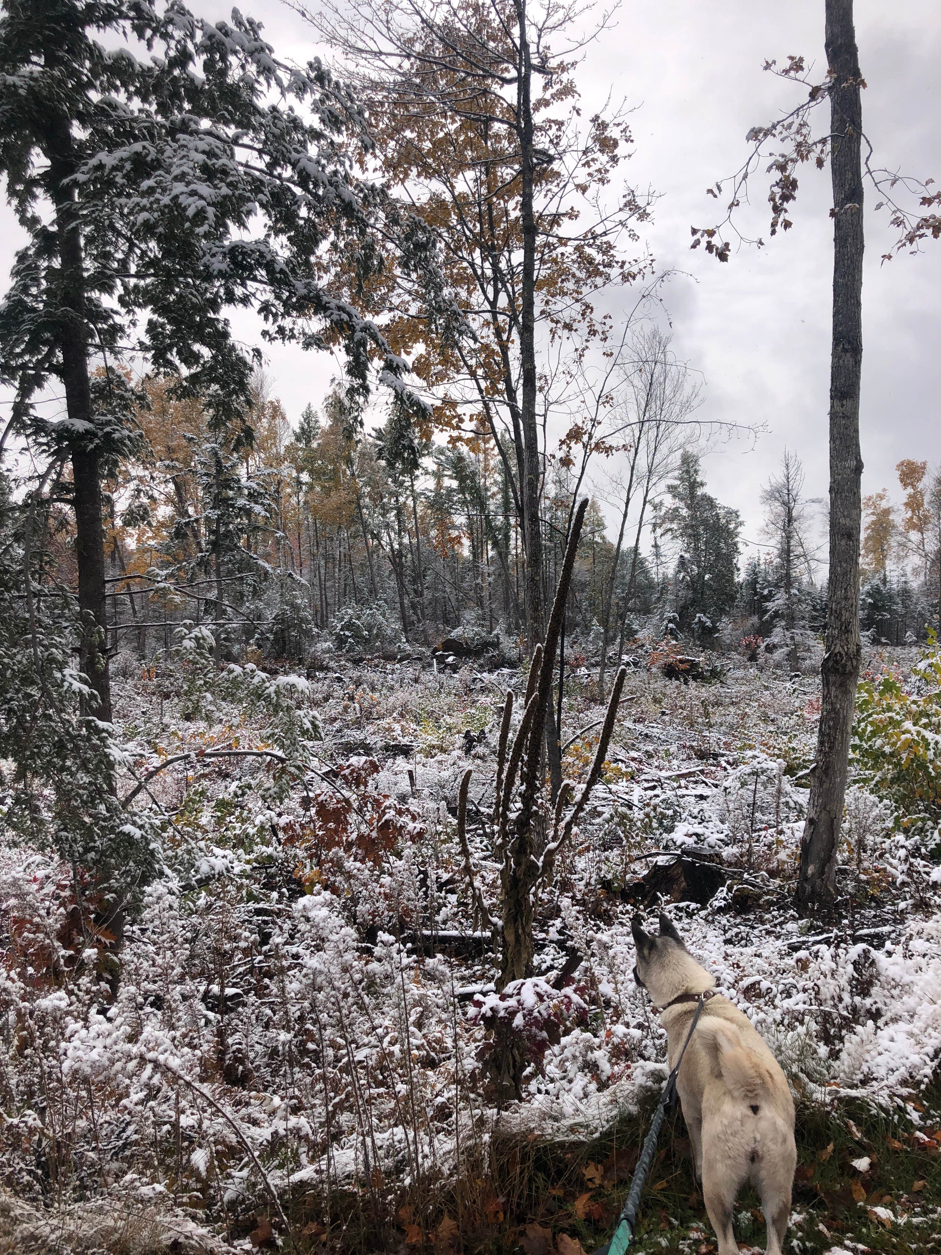 Camper submitted image from East Star Lake Campground — Northern Highland State Forest - 4