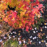 Review photo of East Star Lake Campground — Northern Highland State Forest by Lesley R., October 25, 2022