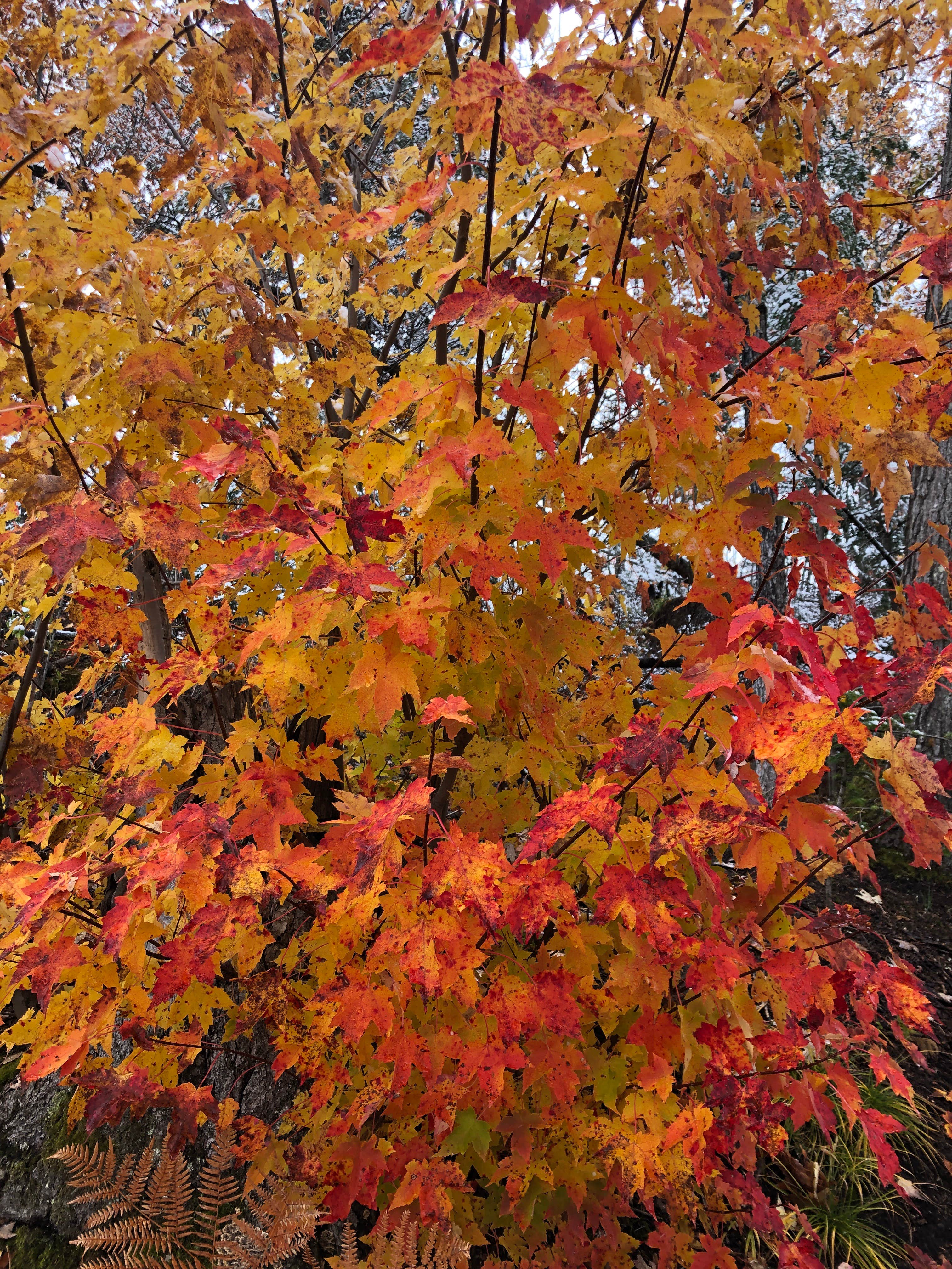 Camper submitted image from East Star Lake Campground — Northern Highland State Forest - 1