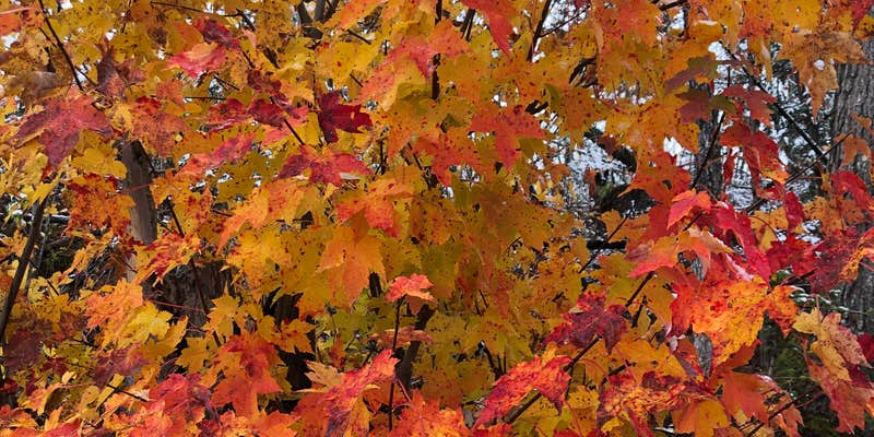 Camper submitted image from East Star Lake Campground — Northern Highland State Forest