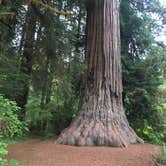 Review photo of Elk Prairie Campground — Prairie Creek Redwoods State Park by Kelly L., September 11, 2018