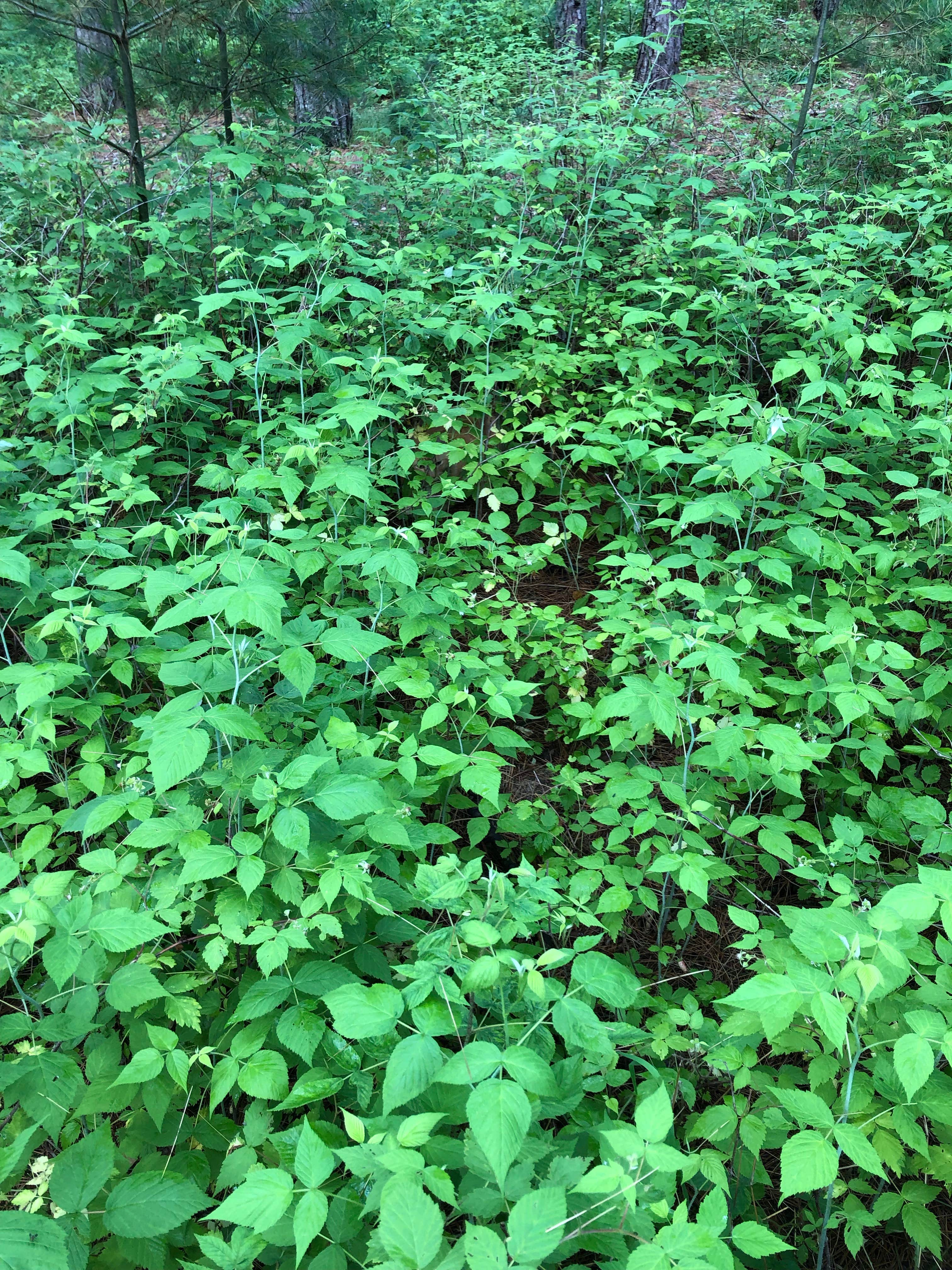 Camper-submitted photo at Tomorrow Wood Campground near Coloma, WI