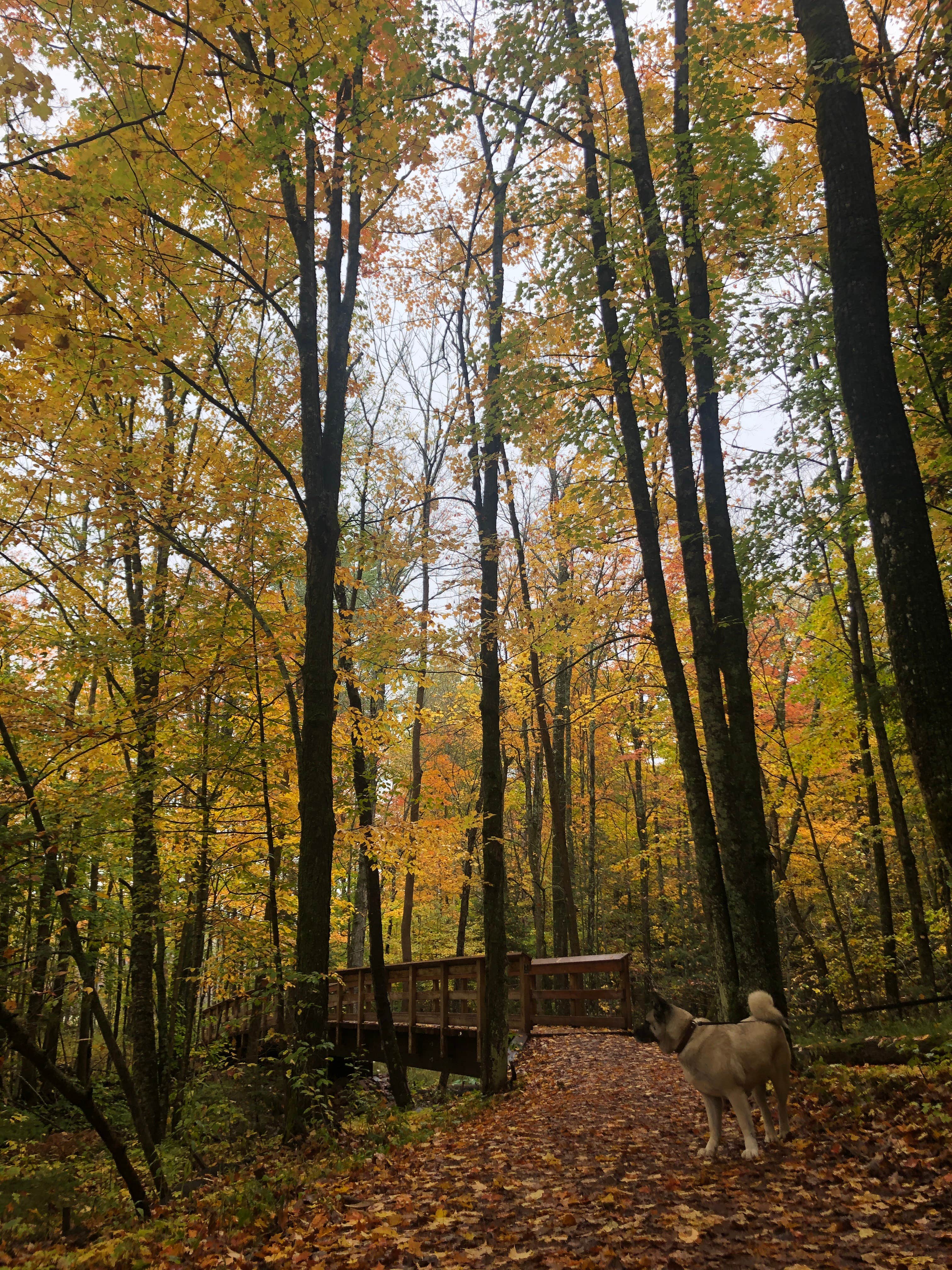 Lesley R.'s photo of camping with pets at Big Rock Campground near Cornucopia, WI