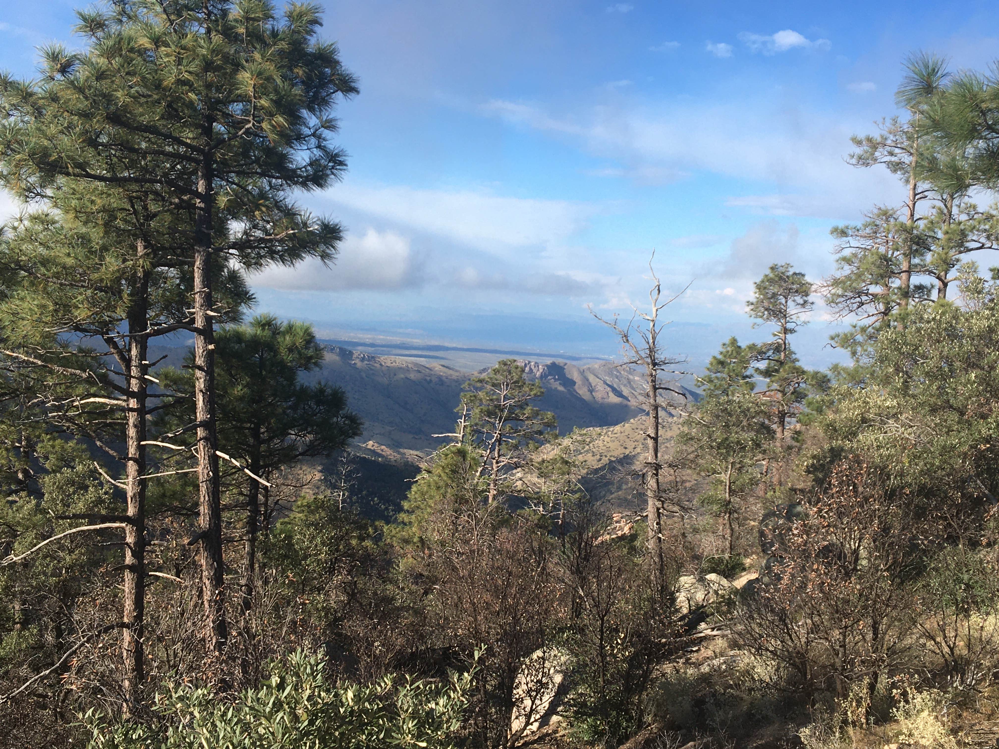 Camper-submitted photo at General Hitchcock Campground near Oro Valley, AZ