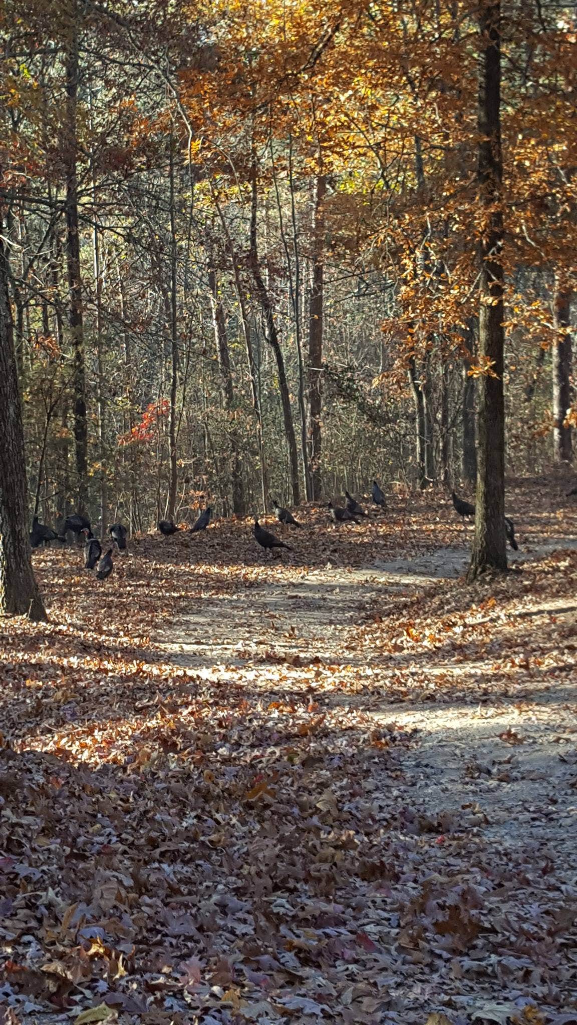 Camper-submitted photo at R-Ranch In The Mountains - Member's Only Resort near Gainesville, GA
