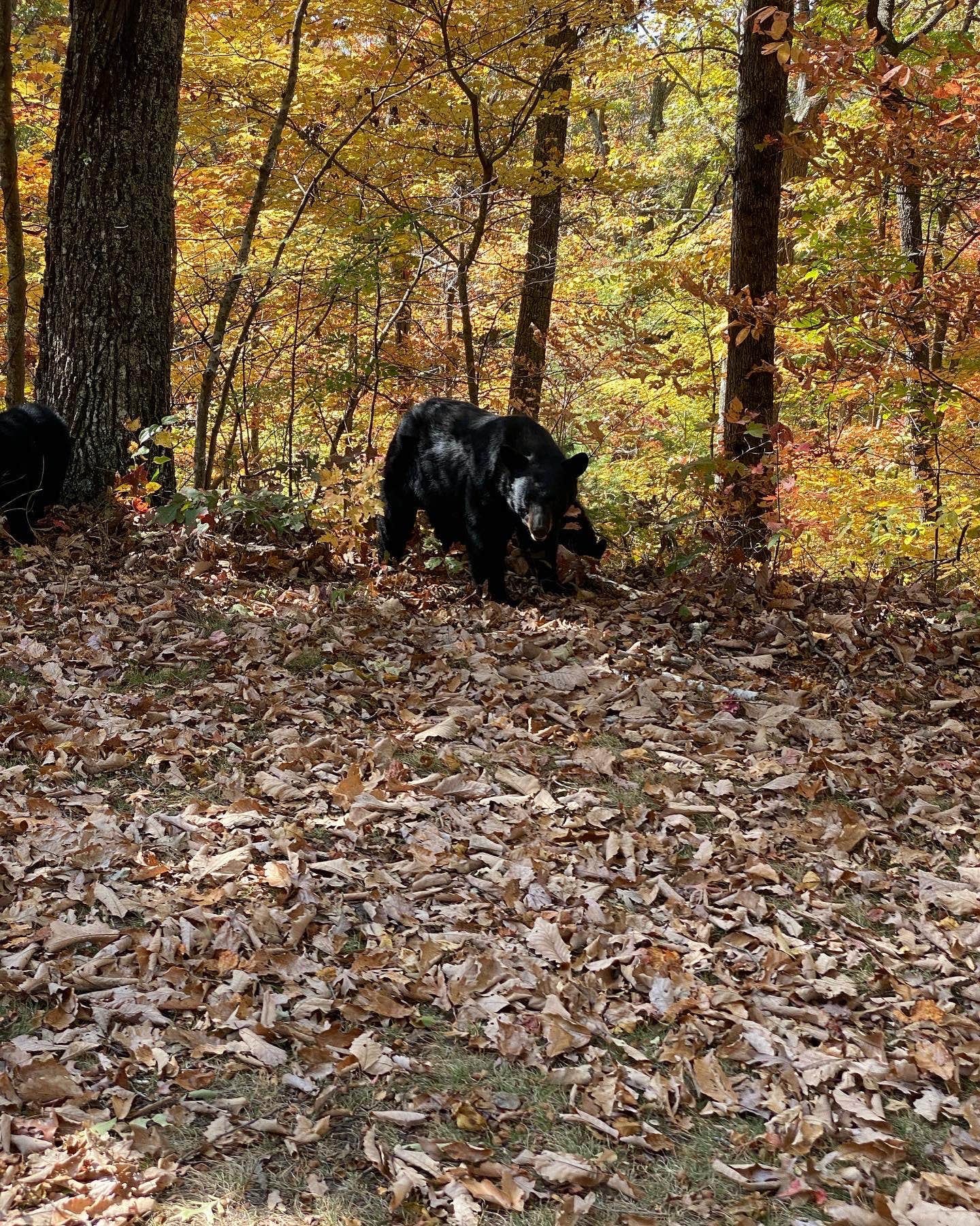 Rick G.'s photo of camping with pets at Gatlinburg RV Resort near Gatlinburg, TN