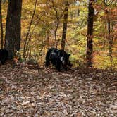 Review photo of Gatlinburg RV Resort by Rick G., October 25, 2022
