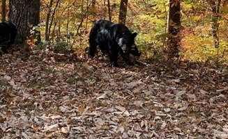 Rick G.'s photo of camping with pets at Gatlinburg RV Resort near Cosby, TN