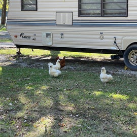Chickens seemingly belonging to one of the campers!