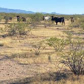 Review photo of BLM Ironwood Forest National Monument - Reservation Road Dispersed Camping by Anthony S., October 26, 2022