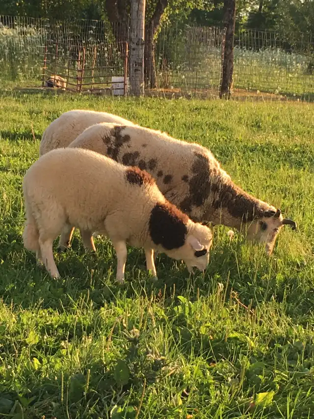 Camper-submitted photo at Howling Goat Farm and Grange near Pittsfield, ME