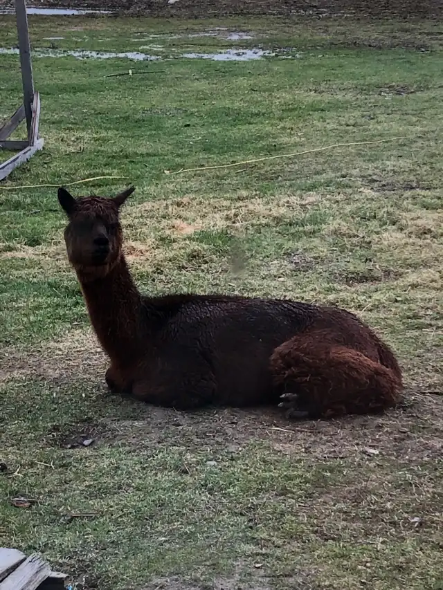 Camper-submitted photo at Howling Goat Farm and Grange near Pittsfield, ME