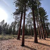 Review photo of NF-70 Dispersed Camping Near Crater Lake NP by Aliza  N., October 26, 2022