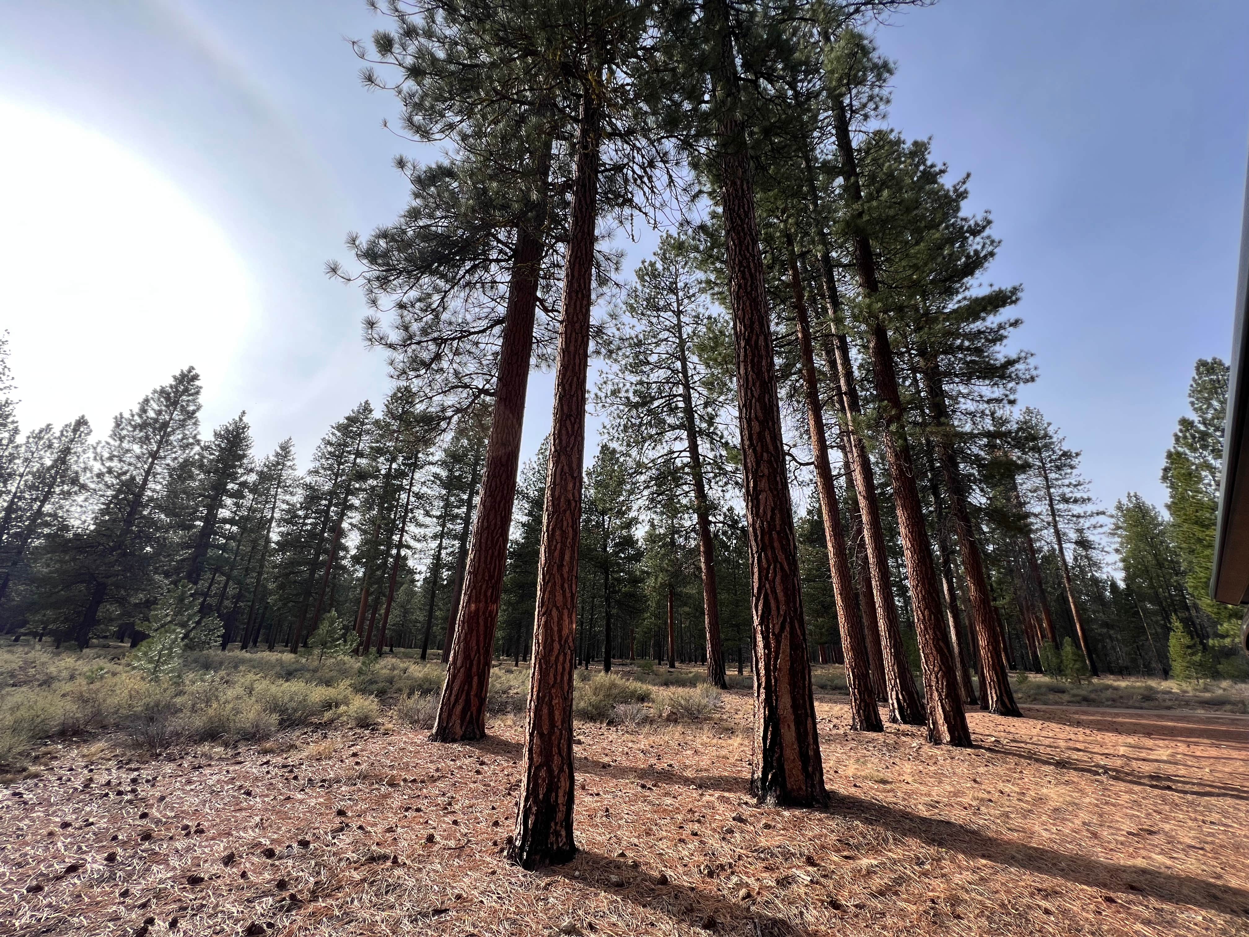 Camper submitted image from NF-70 Dispersed Camping Near Crater Lake NP - 2