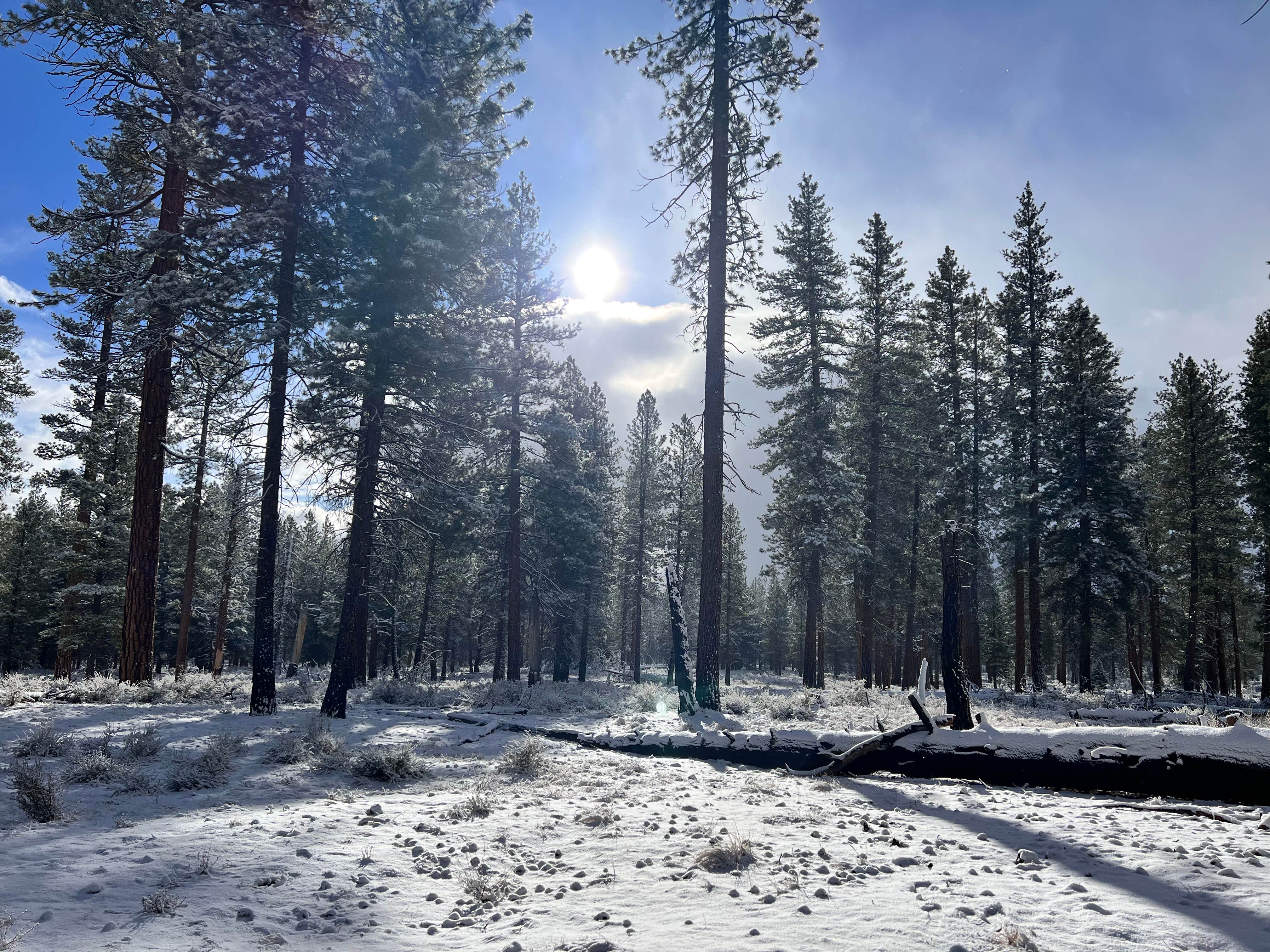 Camper-submitted photo at NF-70 Dispersed Camping Near Crater Lake NP near Crater Lake National Park