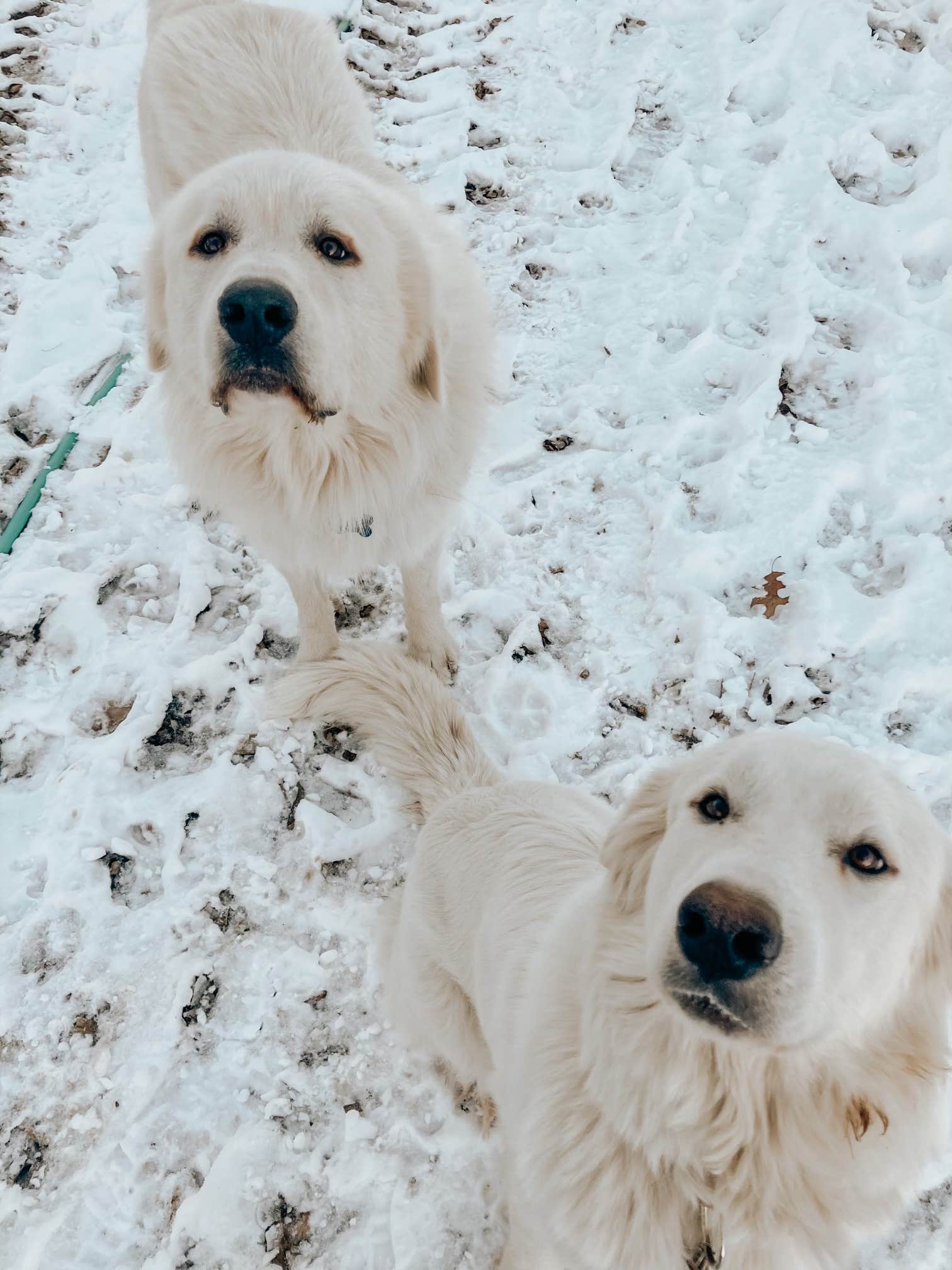 James W.'s photo of camping with pets at The Garden near New Market, MD