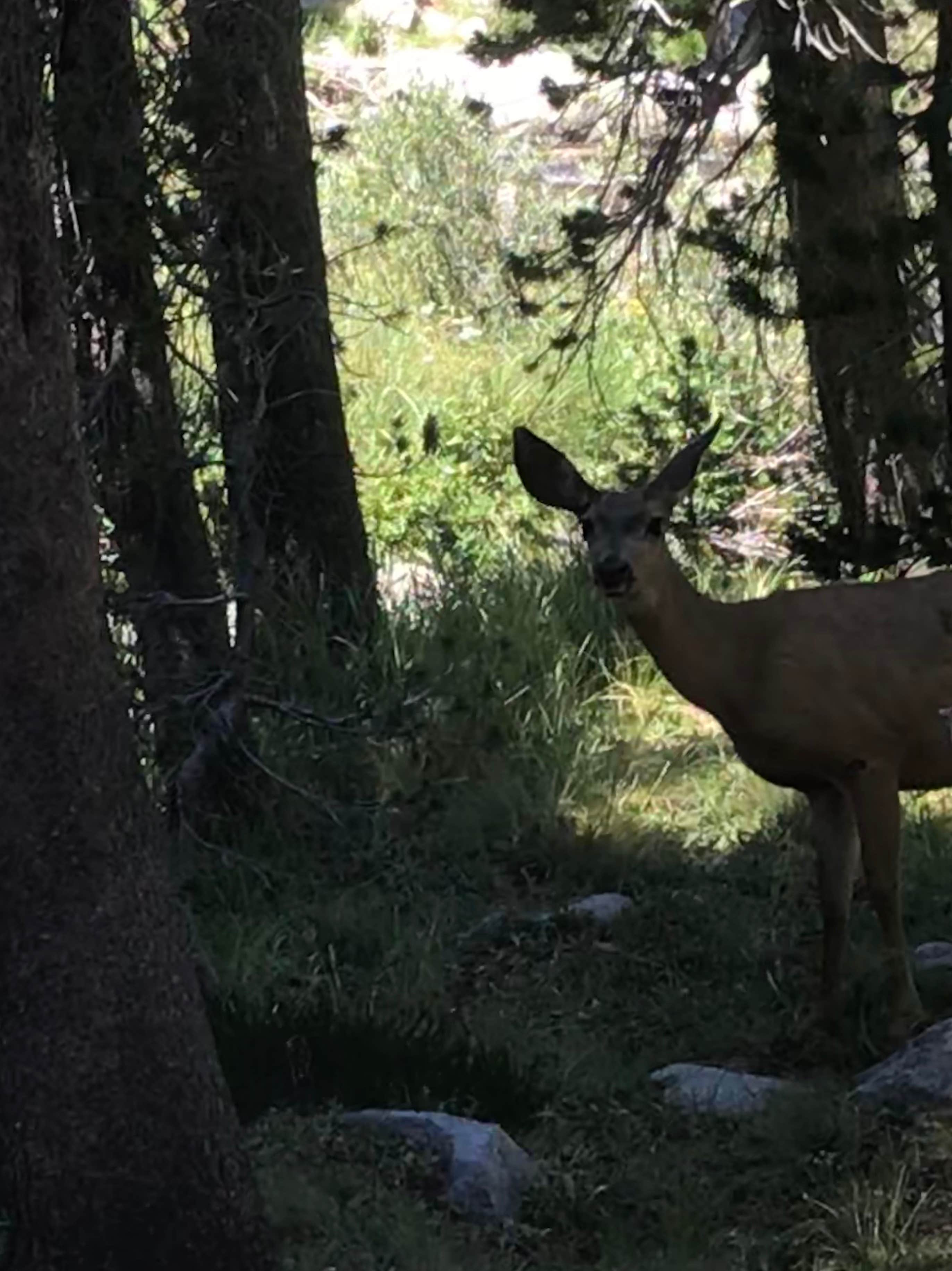 Camper-submitted photo at Upper Lyell Canyon Footbridge Backcountry Campsite — Yosemite National Park near Yosemite National Park