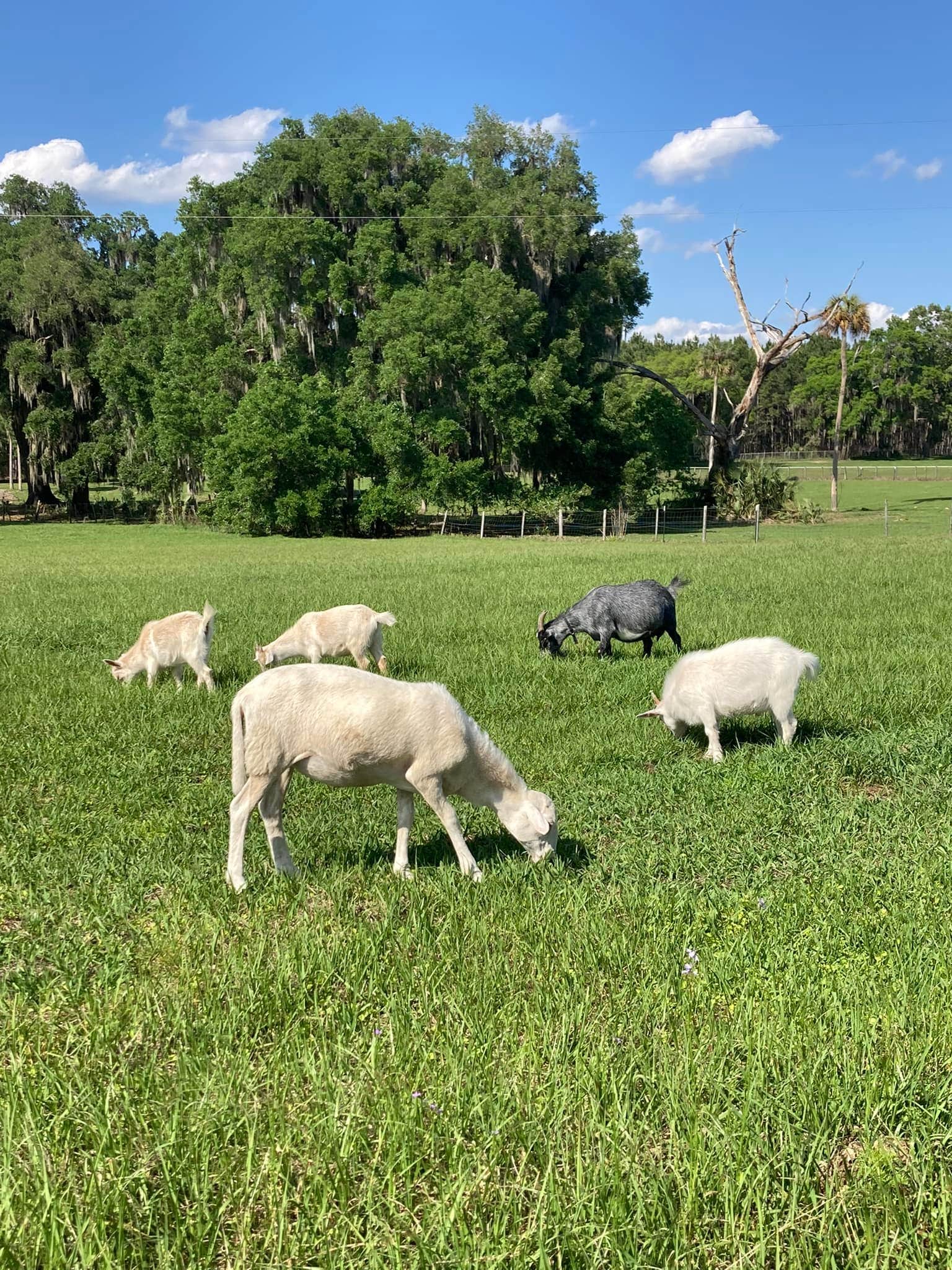 Camper-submitted photo at Collins Farm near Florahome, FL