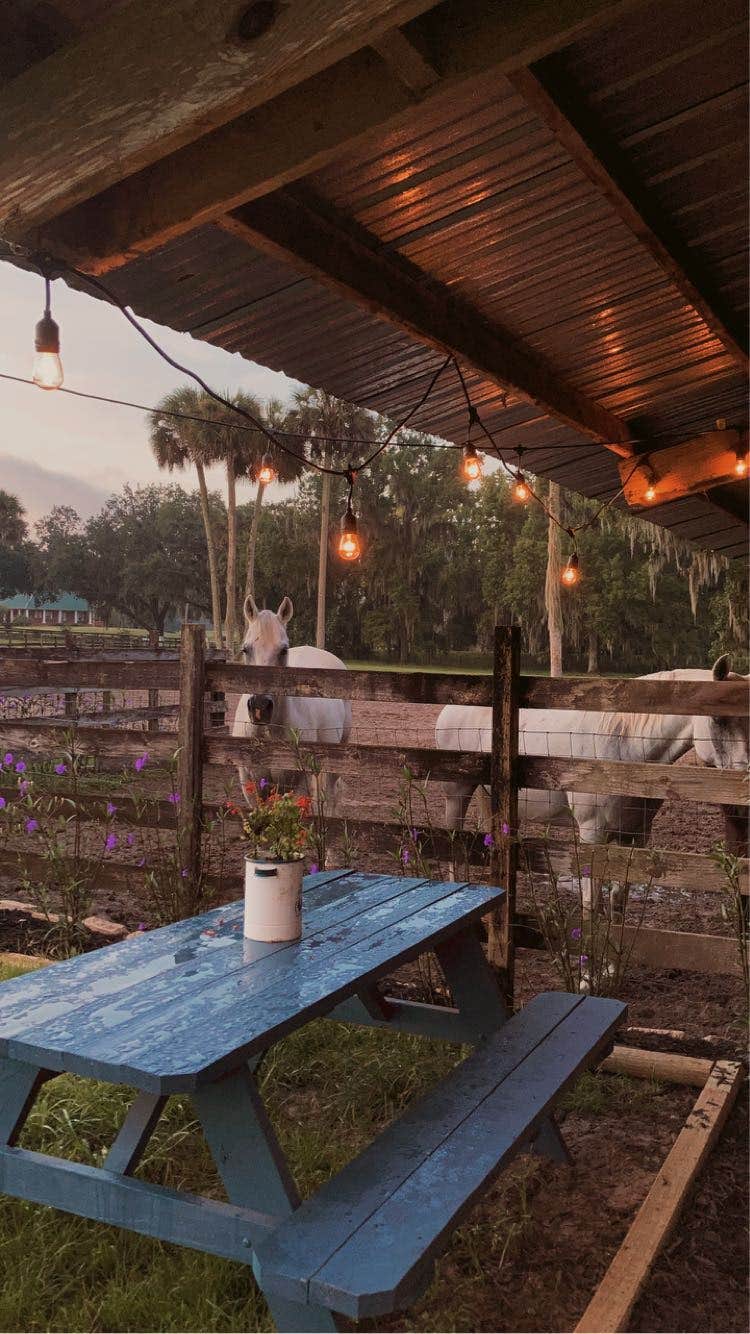 Camper-submitted photo at Collins Farm near Florahome, FL