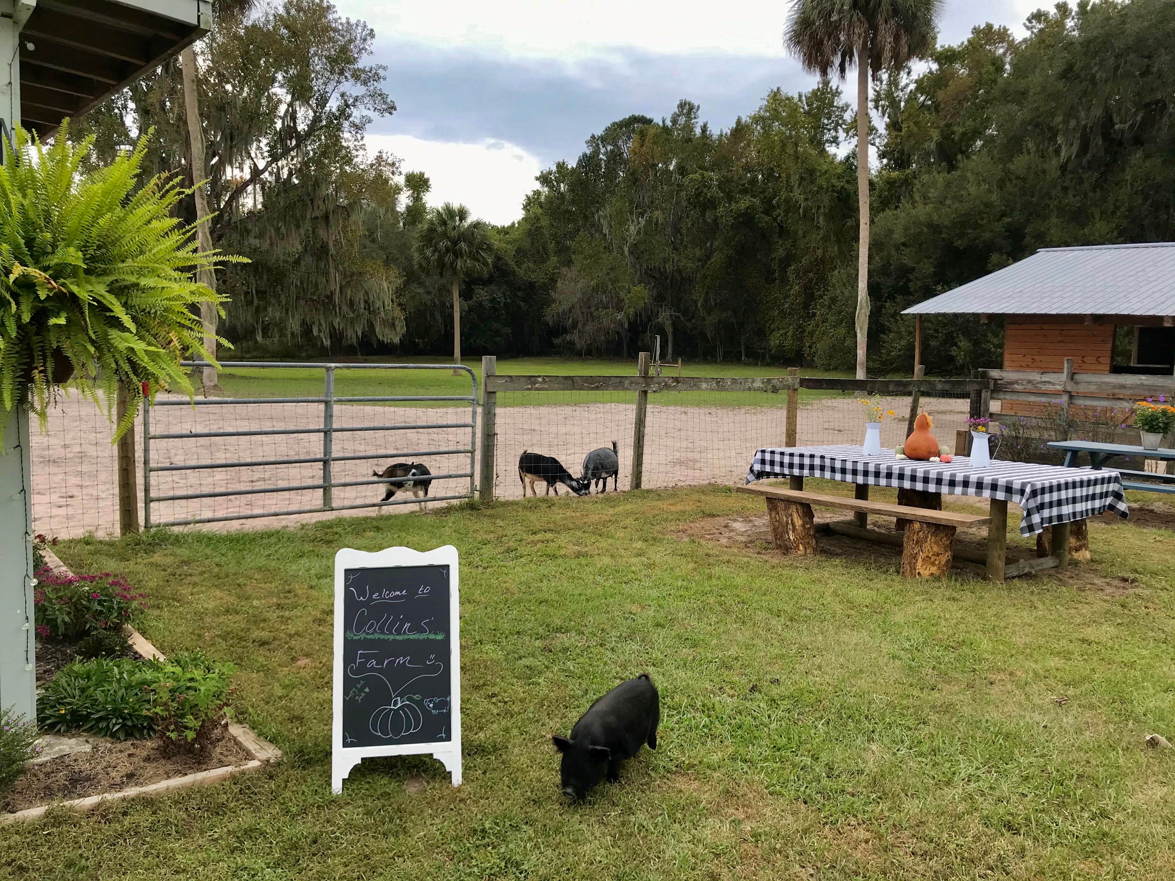 Camper-submitted photo at Collins Farm near Rocky Point, FL