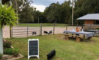 Collins F.'s photo of camping with pets at Collins Farm near Micanopy, FL