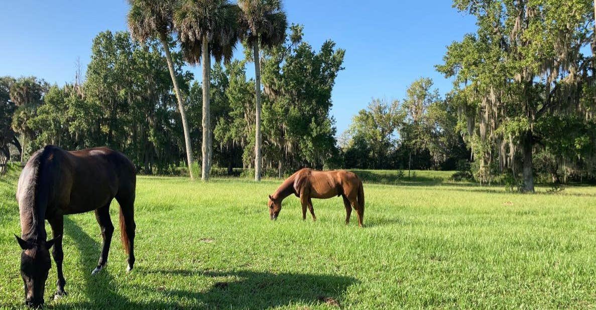 Collins F.'s photo of camping with a horse at Collins Farm near Florahome, FL