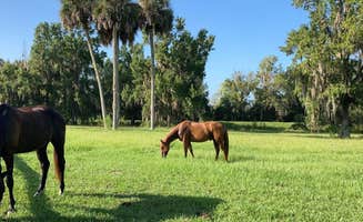 Collins F.'s photo of camping with a horse at Collins Farm near Fort Mccoy, FL