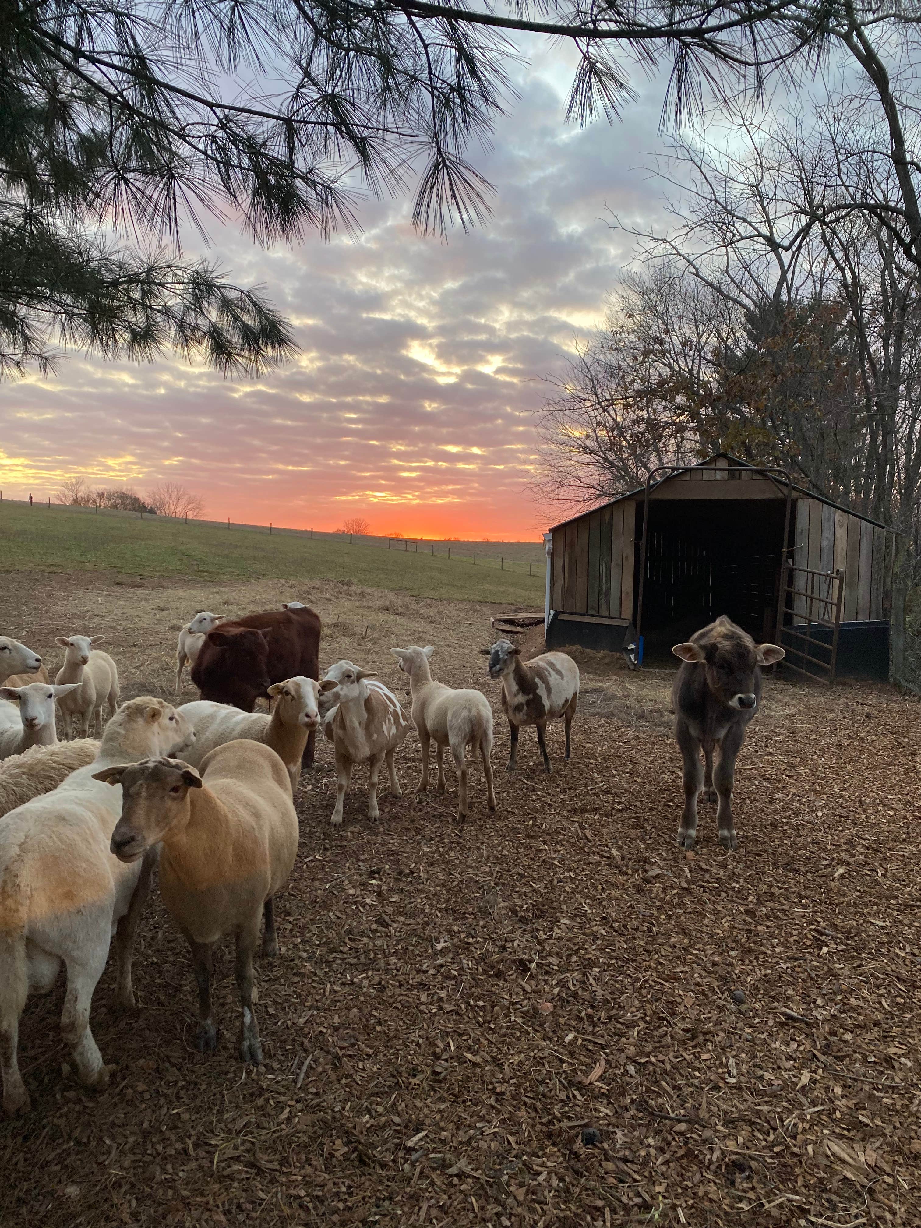 James W.'s photo of camping with pets at The Garden near Baltimore, MD