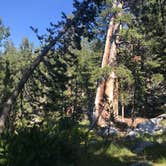 Review photo of Upper Lyell Canyon Footbridge Backcountry Campsite — Yosemite National Park by Dave V., September 11, 2018