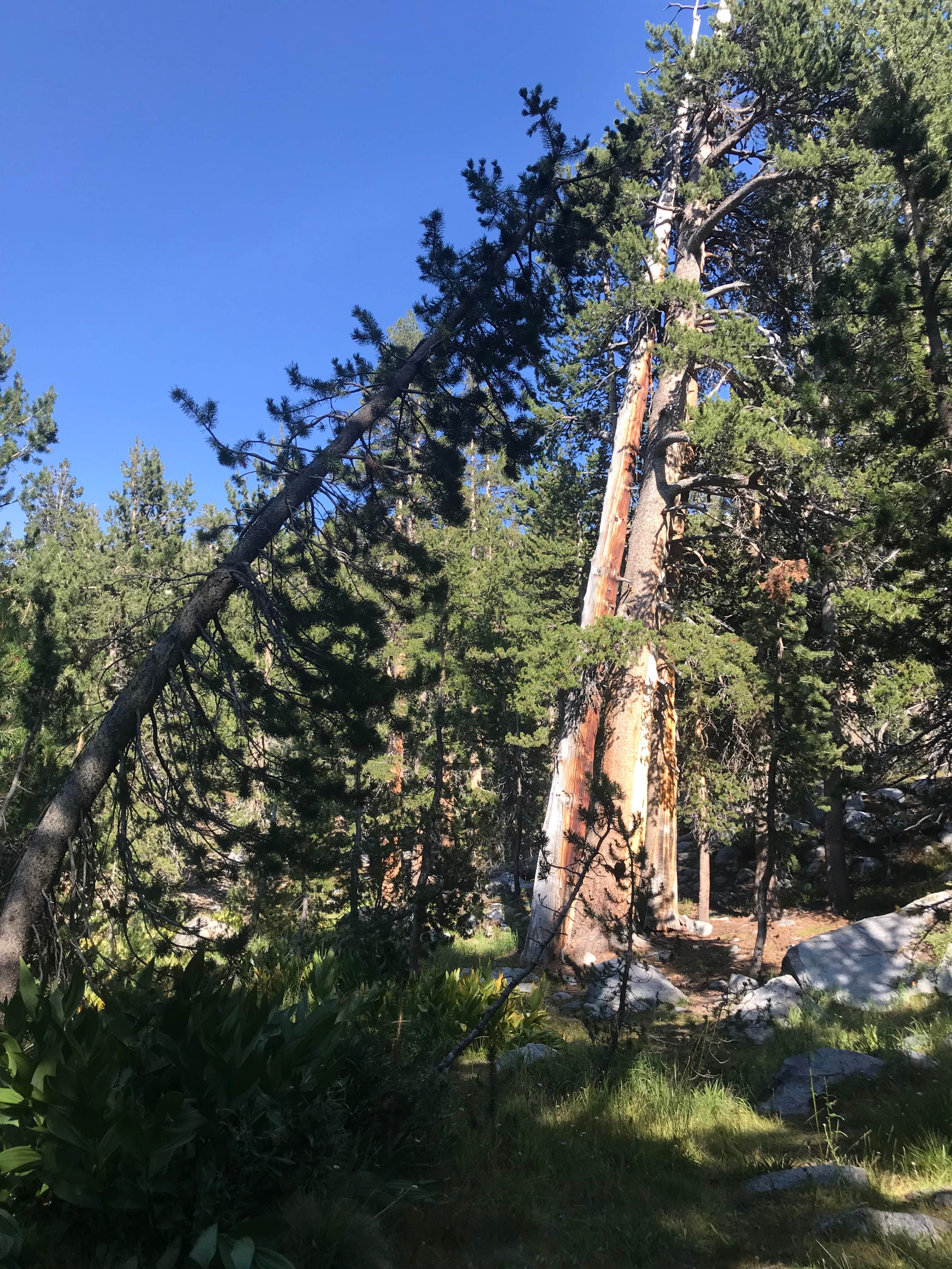 This here...is the front side of the night's privy. Cathole dug on the other side...a small measure of backcountry privacy.