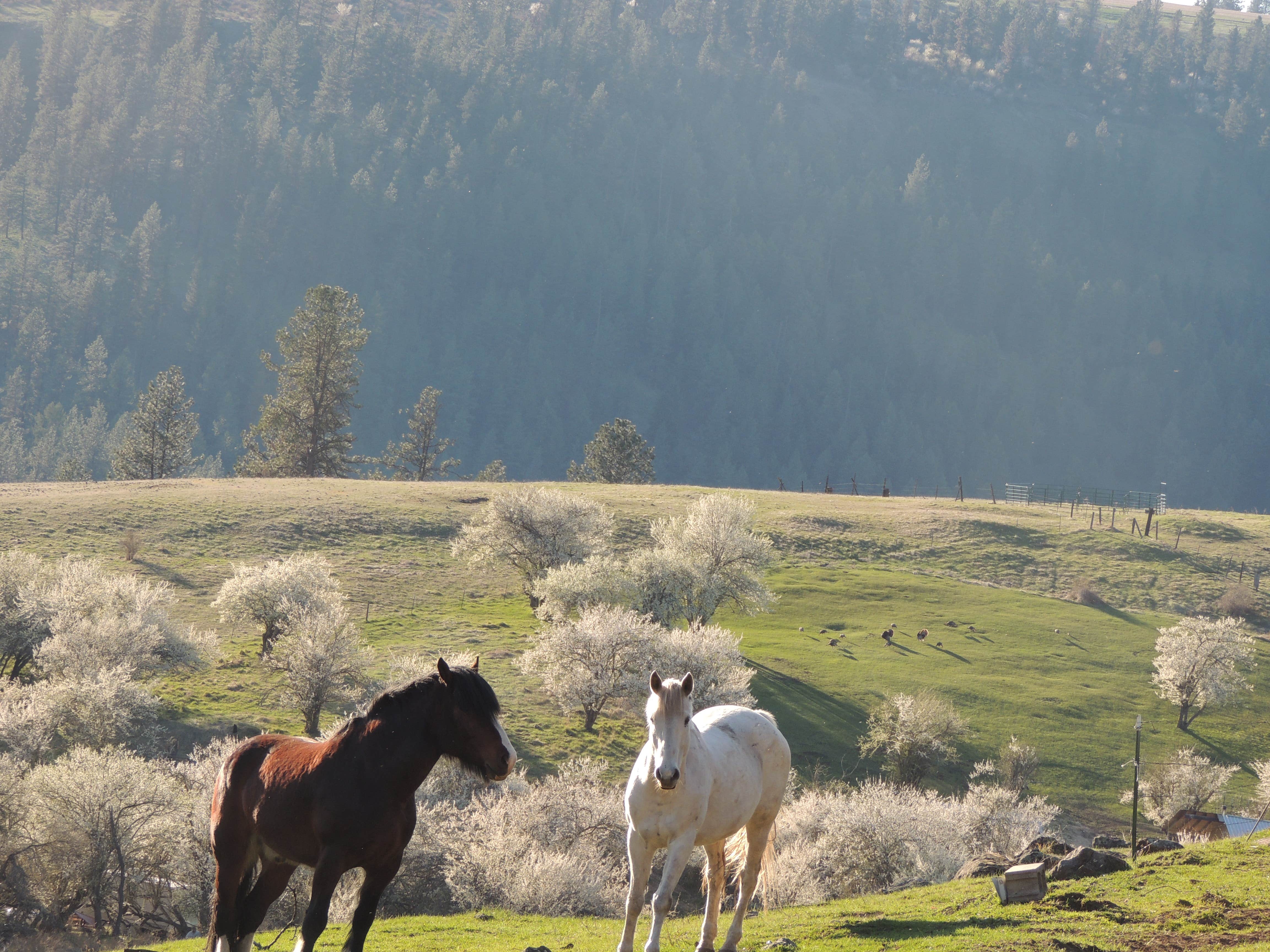 Camper submitted image from Off the Beaten Path Idaho - 2