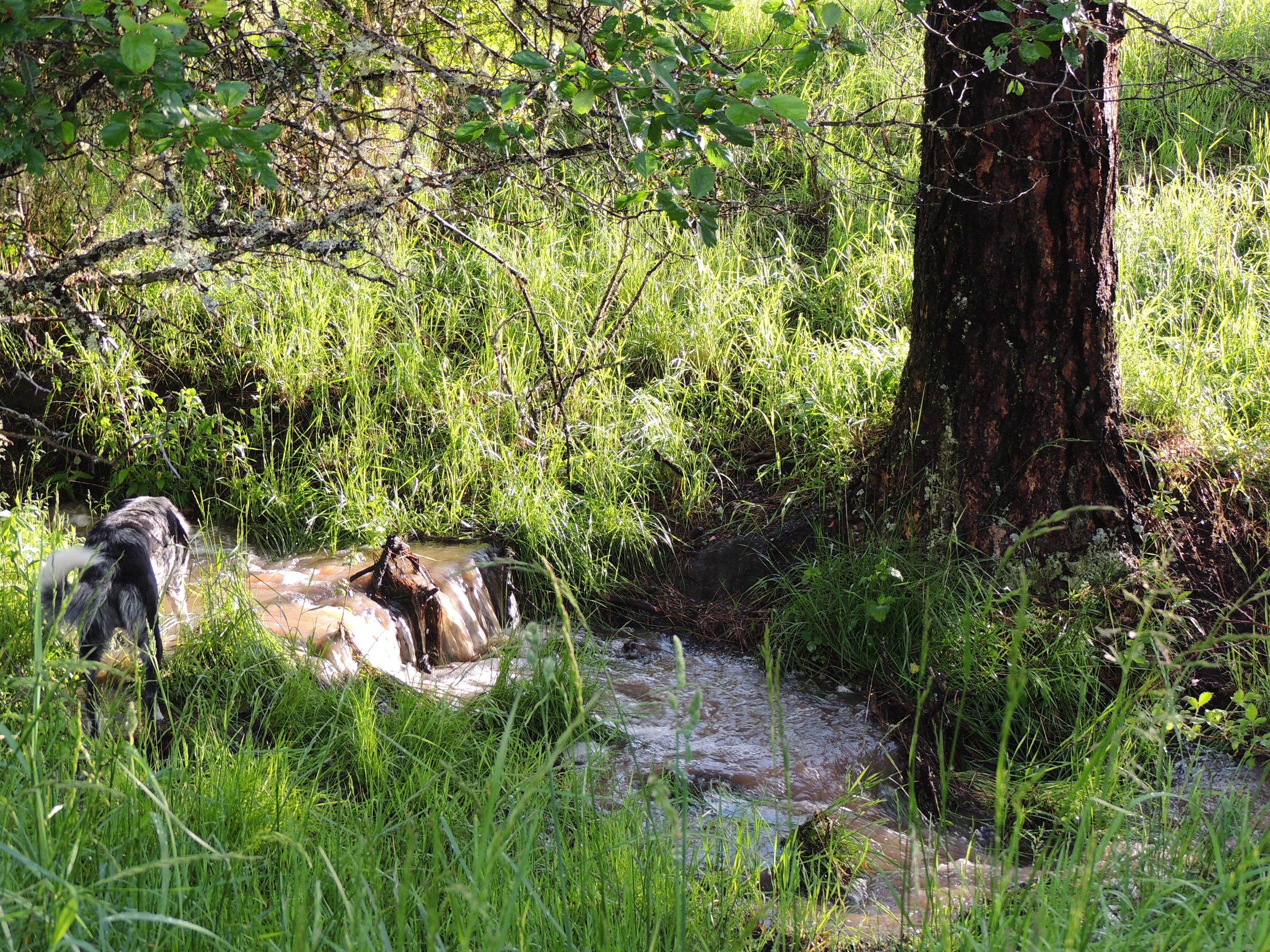 Dianne J.'s photo of camping with pets at Off the Beaten Path Idaho near Grangeville, ID