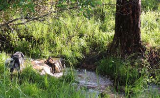 Dianne J.'s photo of camping with pets at Off the Beaten Path Idaho near Nez Perce-Clearwater National Forests