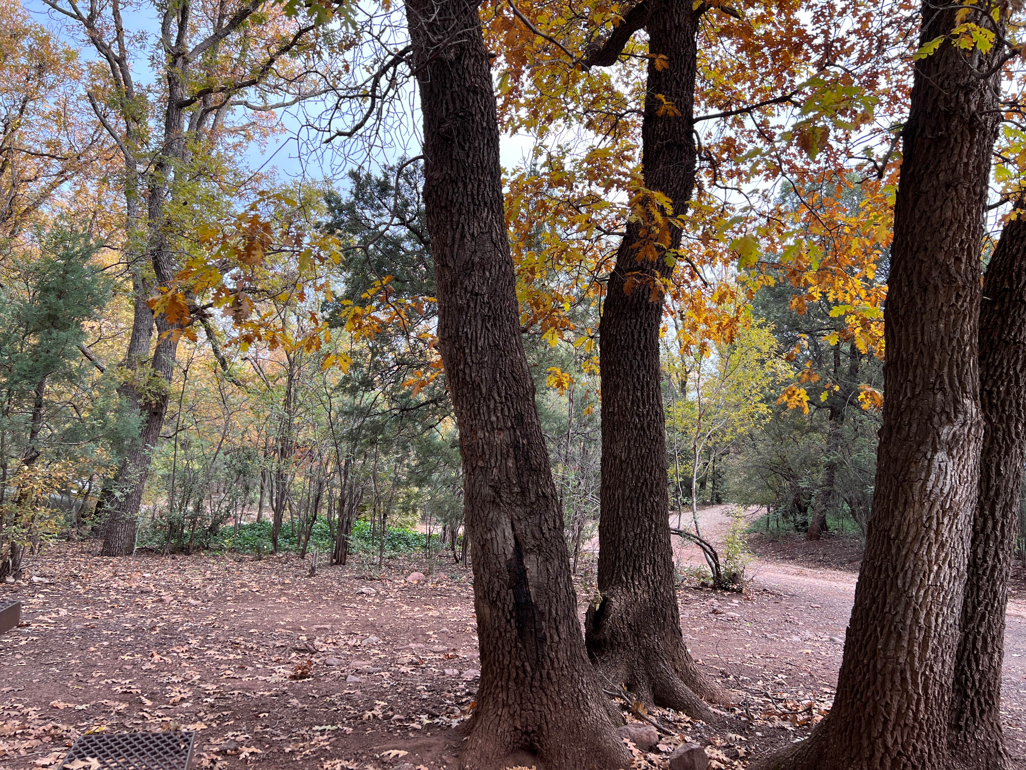 Camper submitted image from Apache National Forest - Dispersed Site - 1