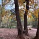 Apache National Forest - Dispersed Site