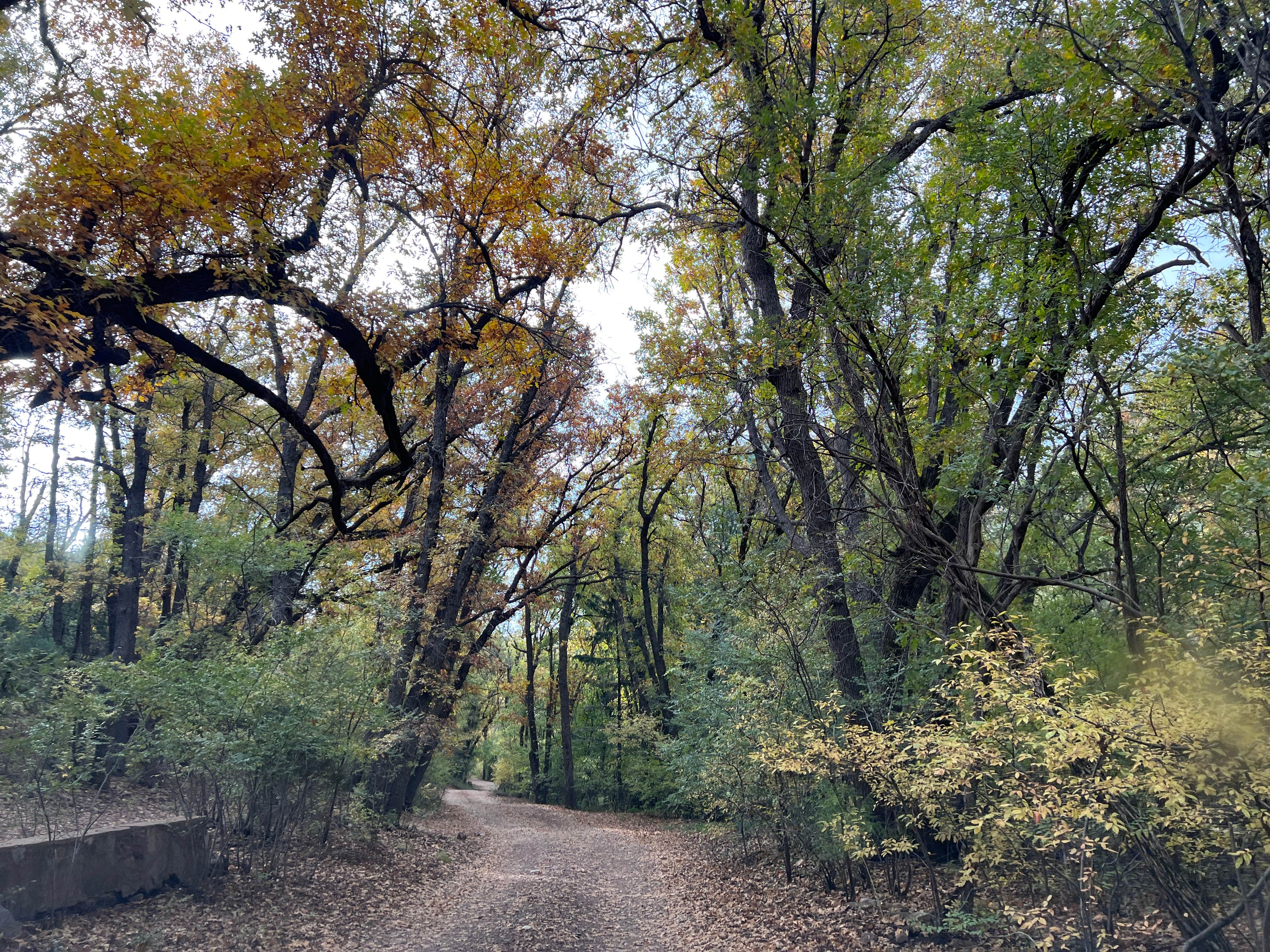 Camper-submitted photo at Apache National Forest - Dispersed Site near Morenci, AZ