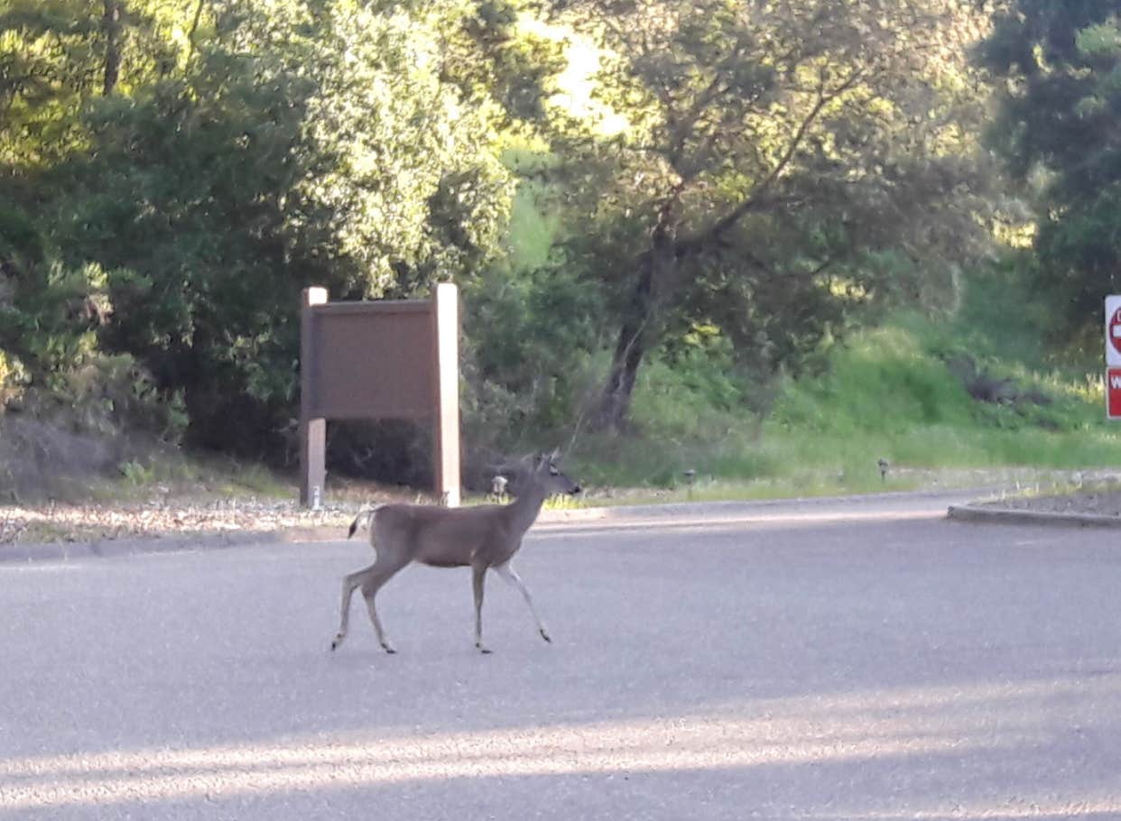 Ariya B.'s photo of camping with pets at Lopez Lake Recreation Area near Santa Maria, CA