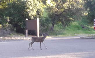 Ariya B.'s photo of camping with pets at Lopez Lake Recreation Area near Santa Maria, CA